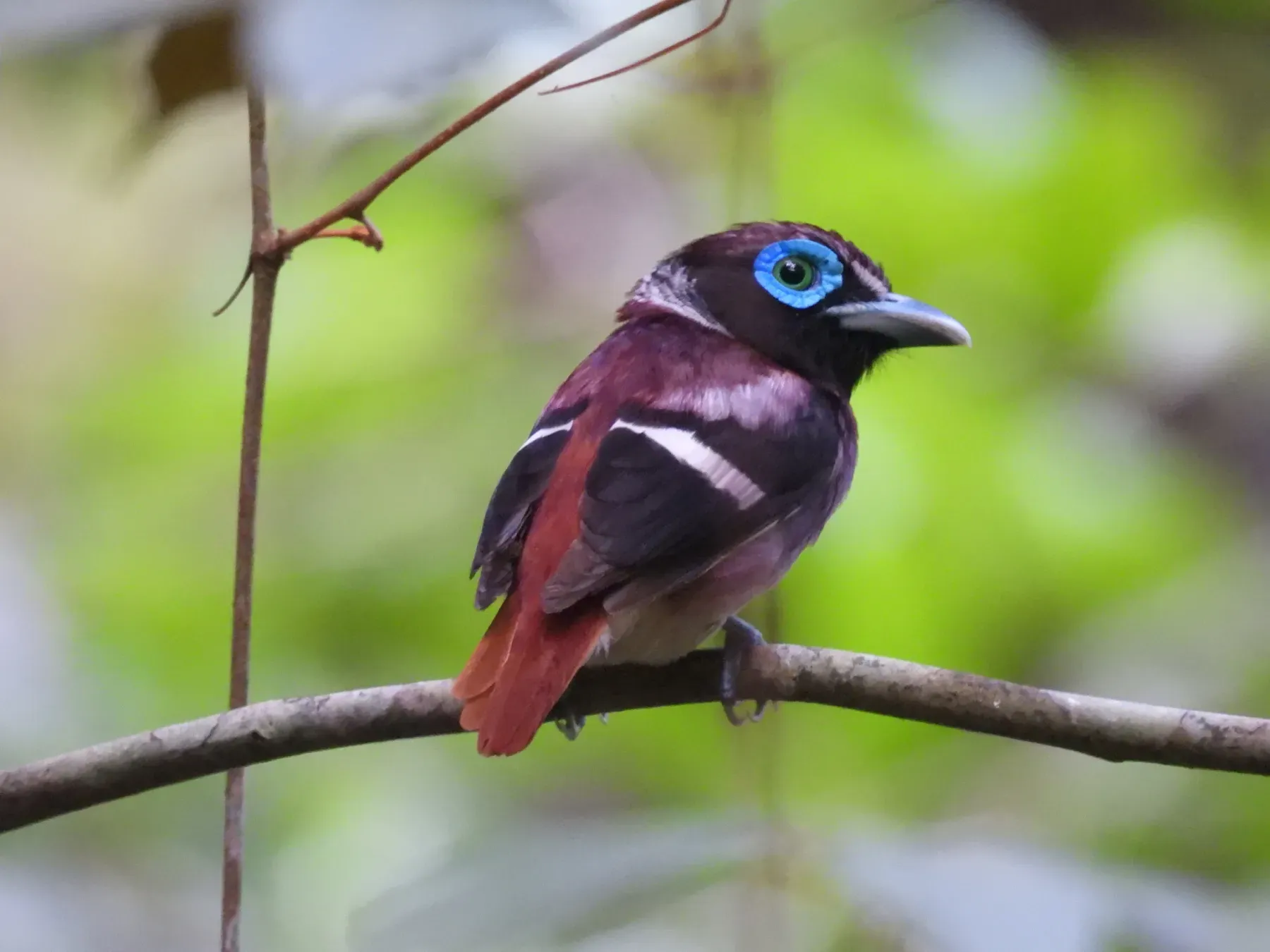 File:Sarcophanops samarensis 507684427.jpg