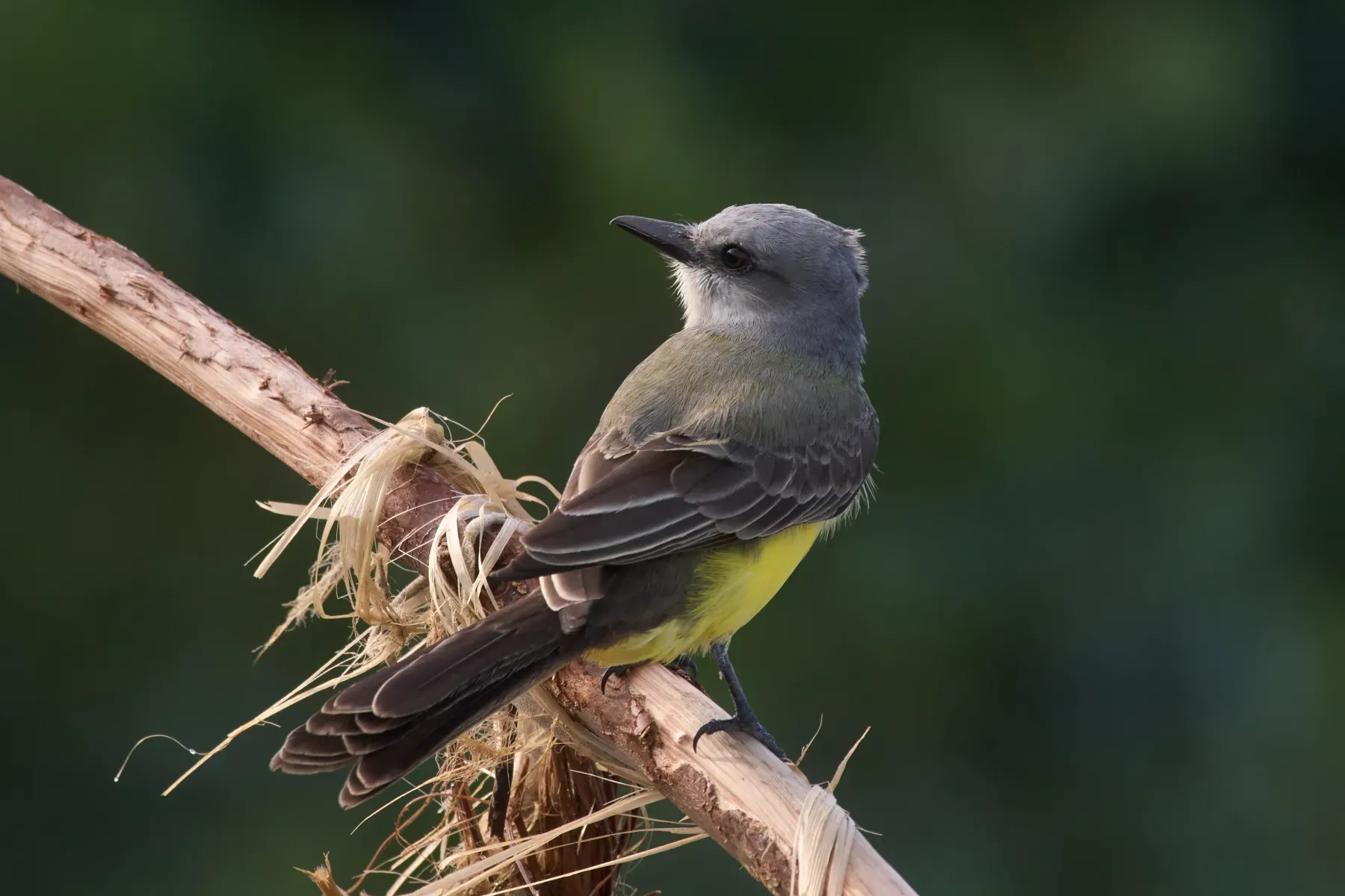 File:Tropical Kingbird (Tyrannus melancholicus).jpg
