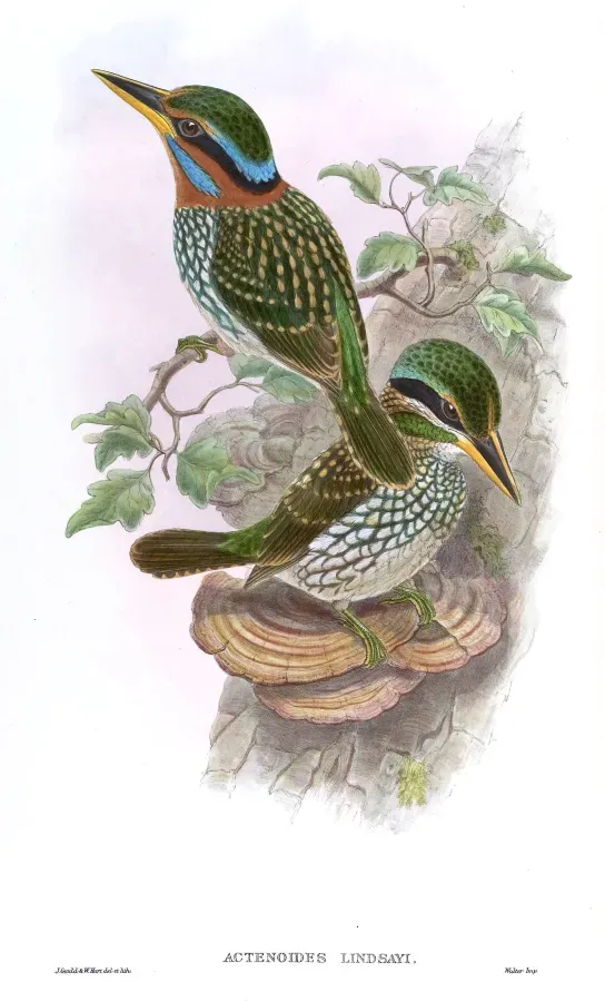 File:ActenoidesLindsayiGould.jpg