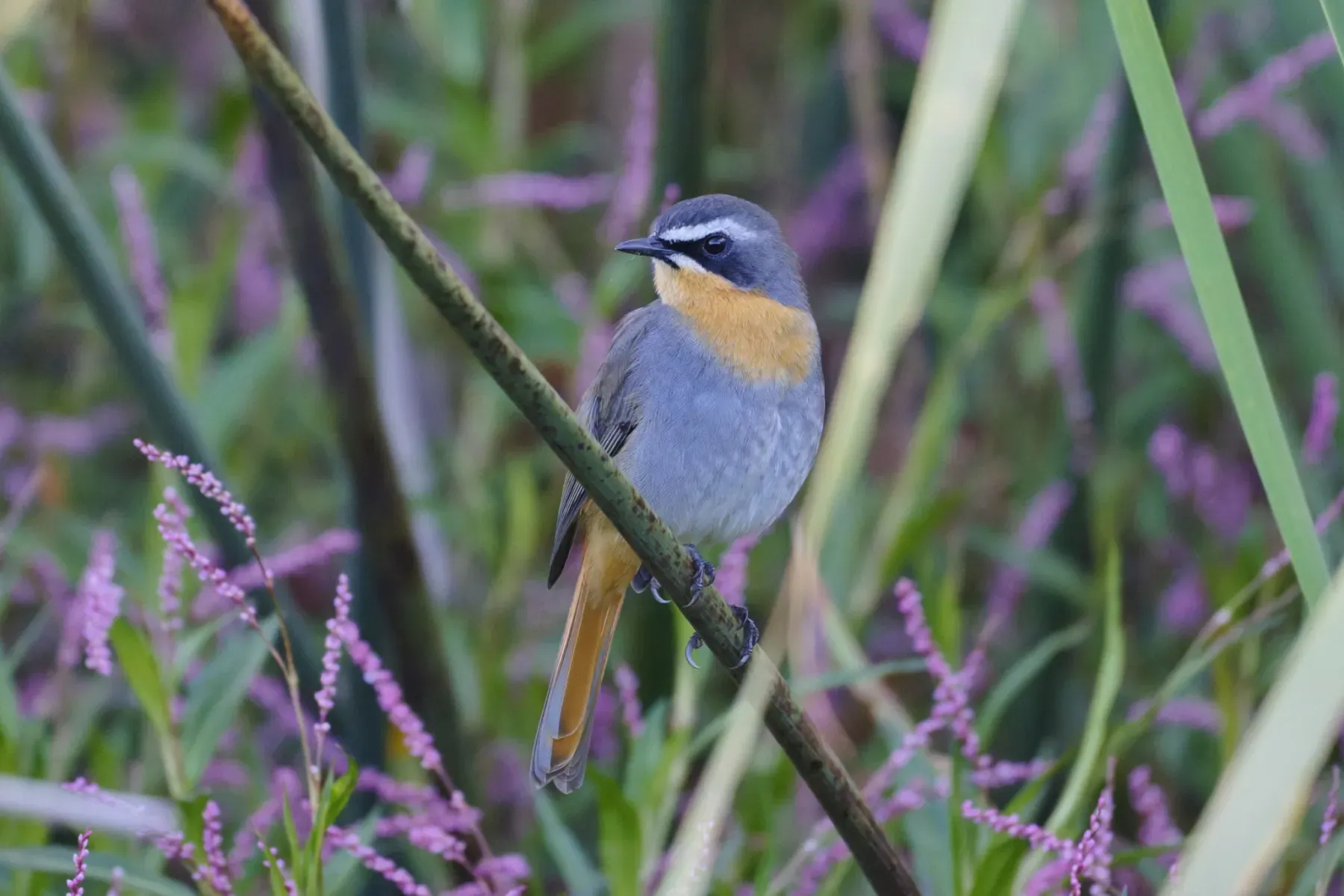 File:Dessonornis caffer - Лариса Артемьева - 601242286.jpeg