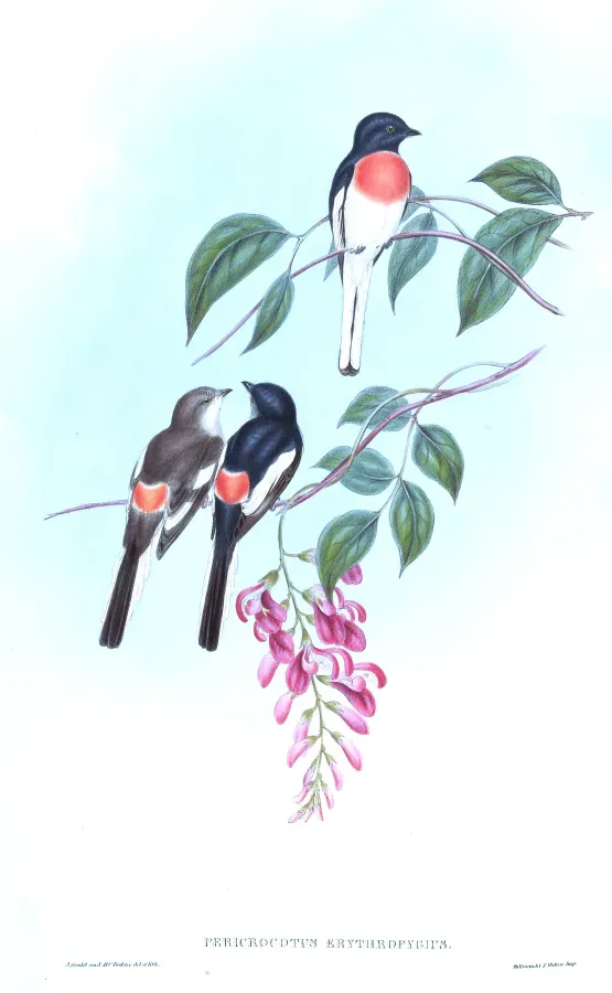 File:PericrocotusErythropygiusGould.jpg