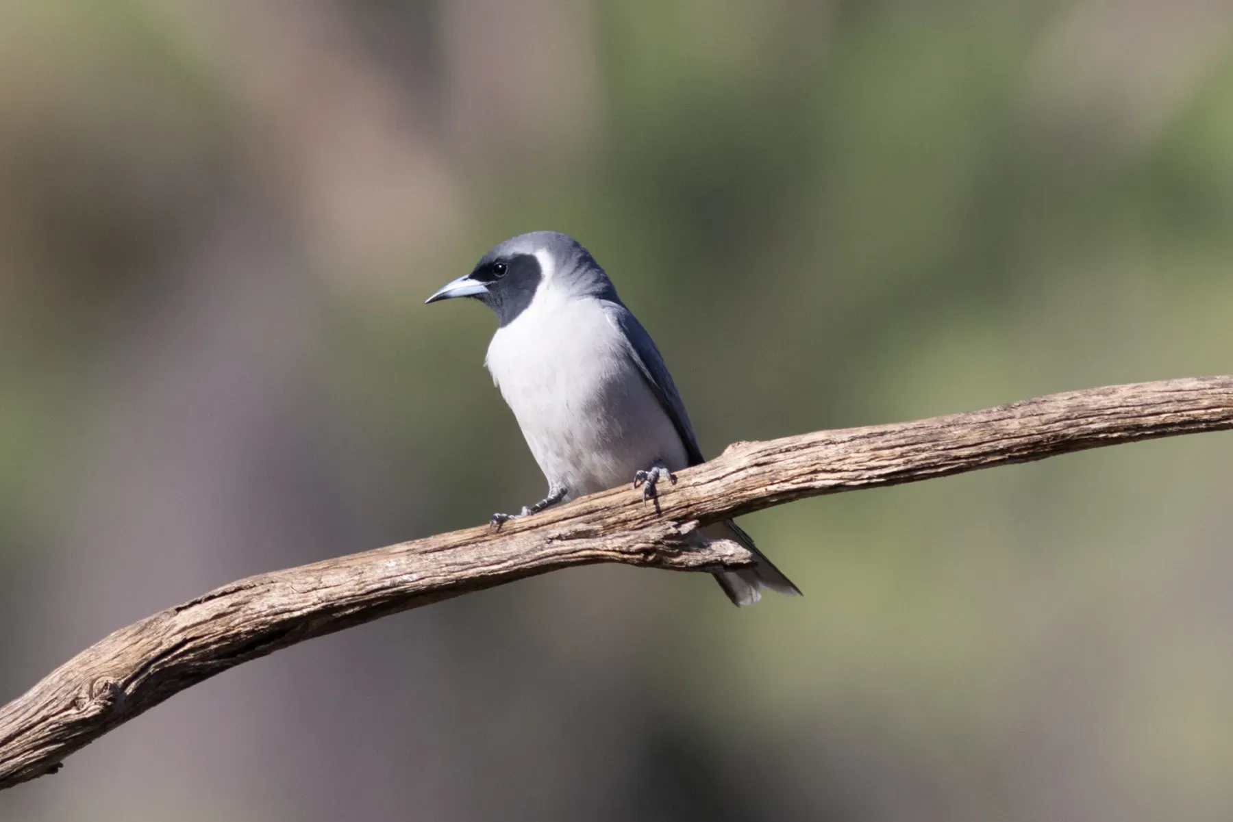 File:Artamus personatus 349581051.jpg