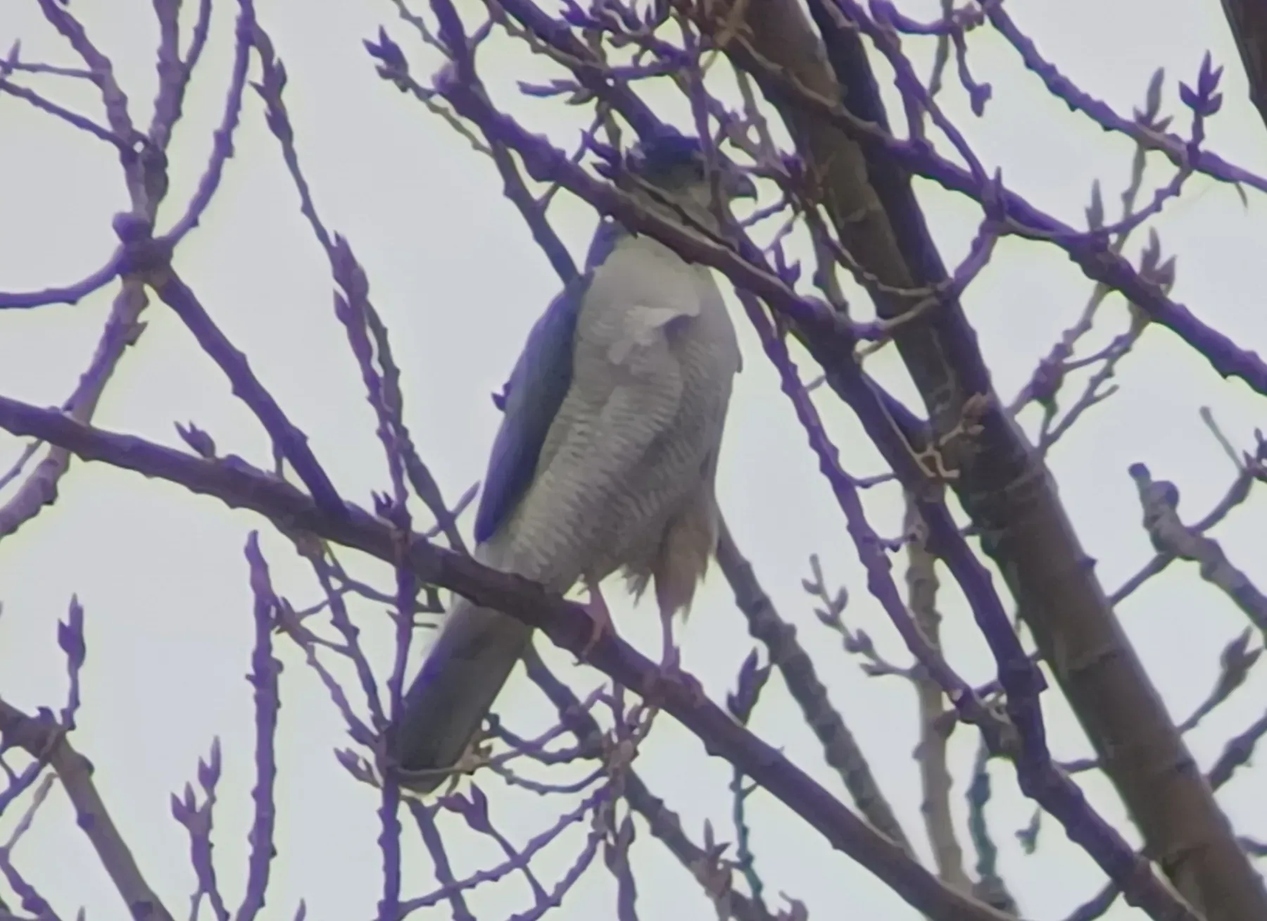 File:Astur cooperii × atricapillus.jpg