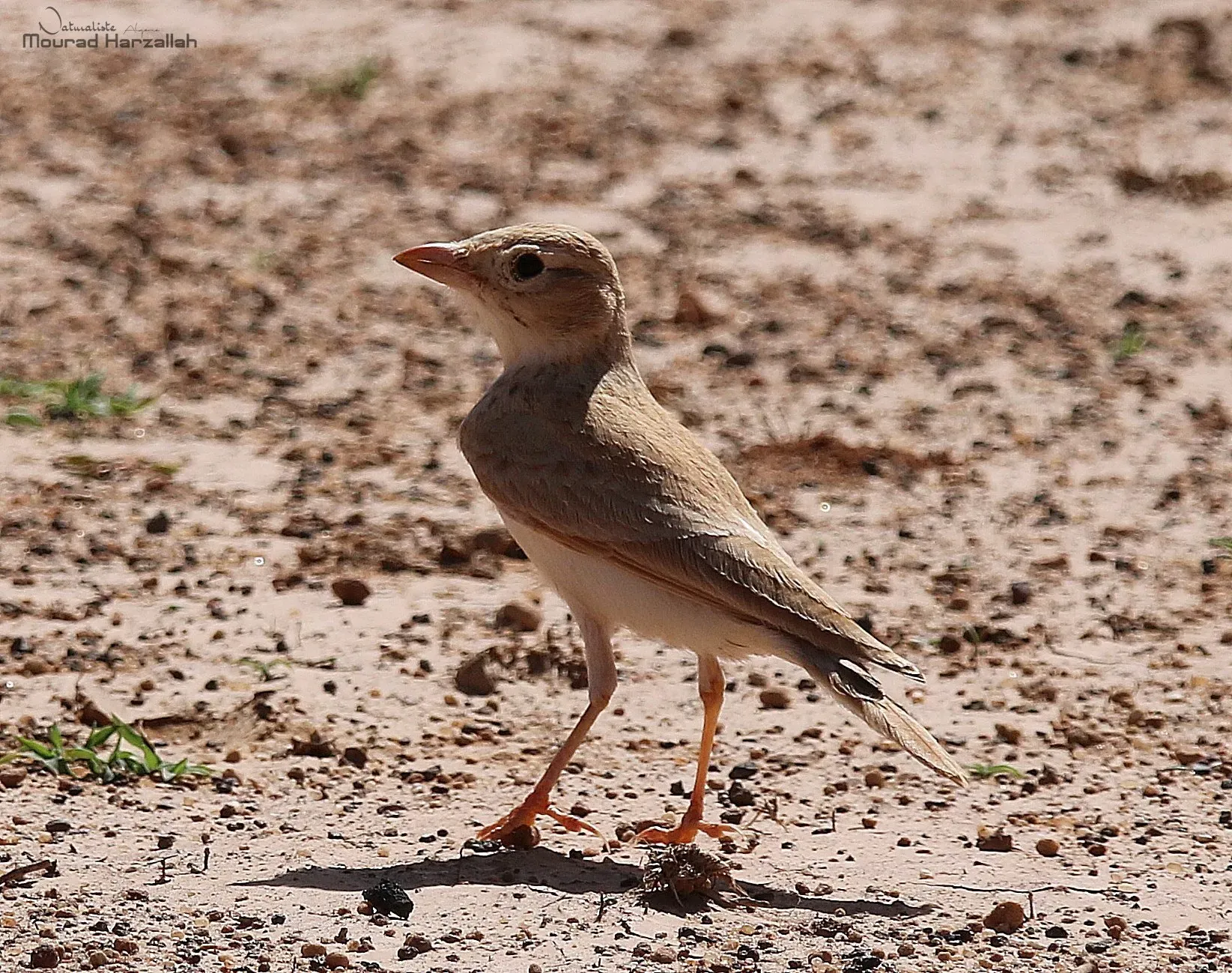 File:20181103 Eremalauda dunni.jpg