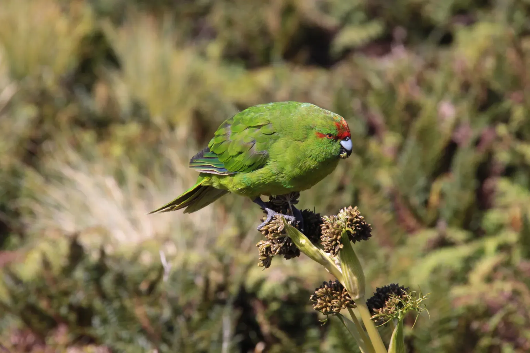 File:Cyanoramphus hochstetteri 387302821.jpg