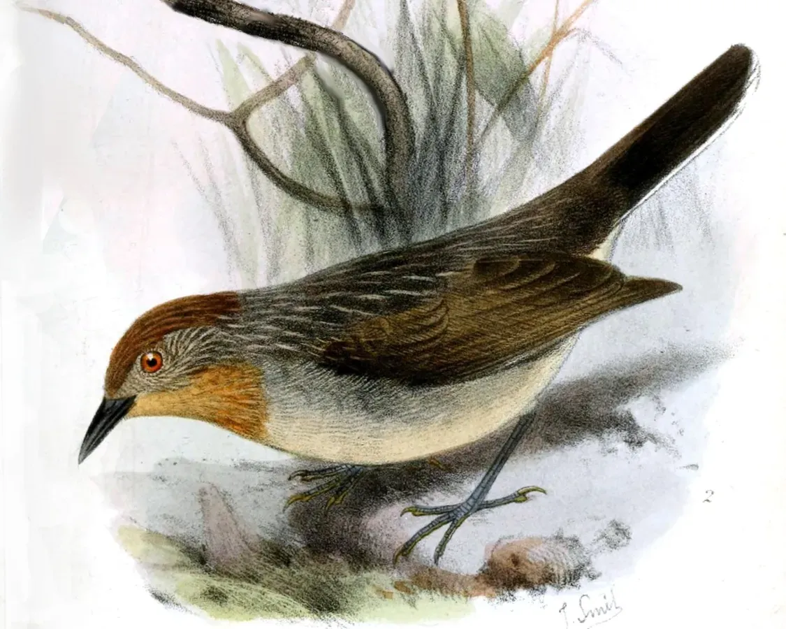 File:Sterrhoptilus capitalis capitalis Smit.jpg