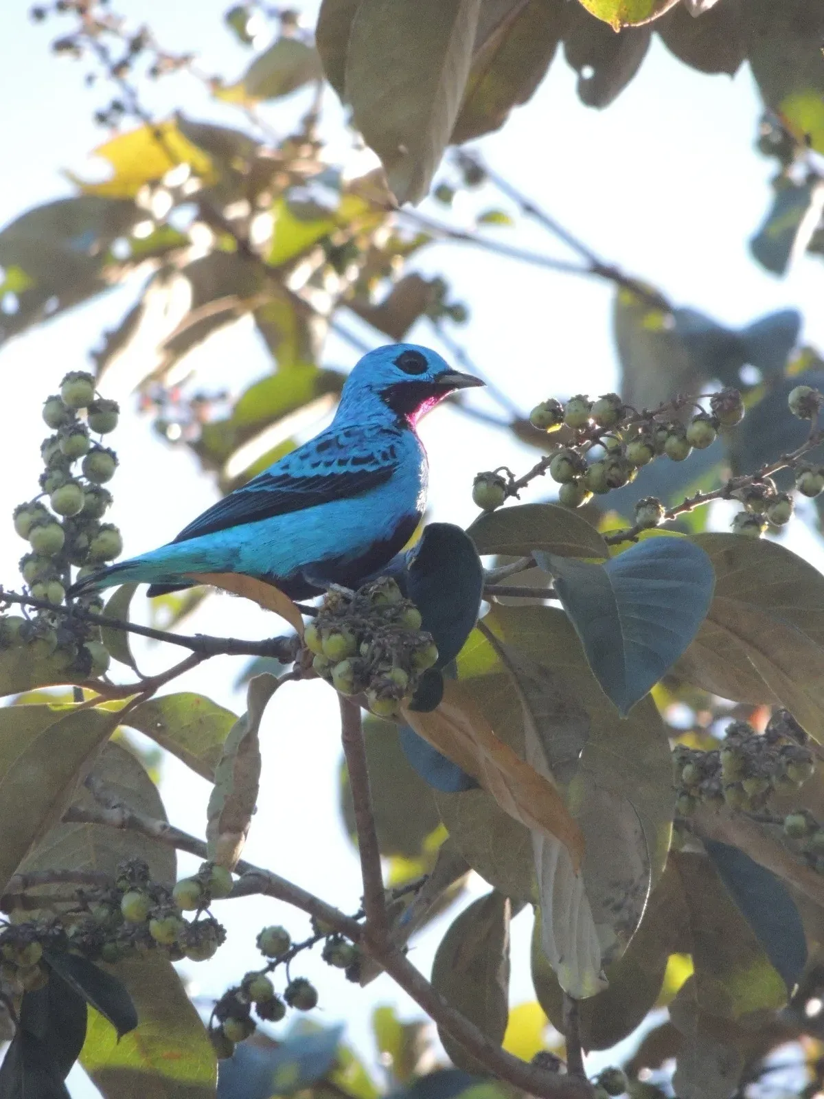 File:Cotinga ridgwayi 411808754.jpg