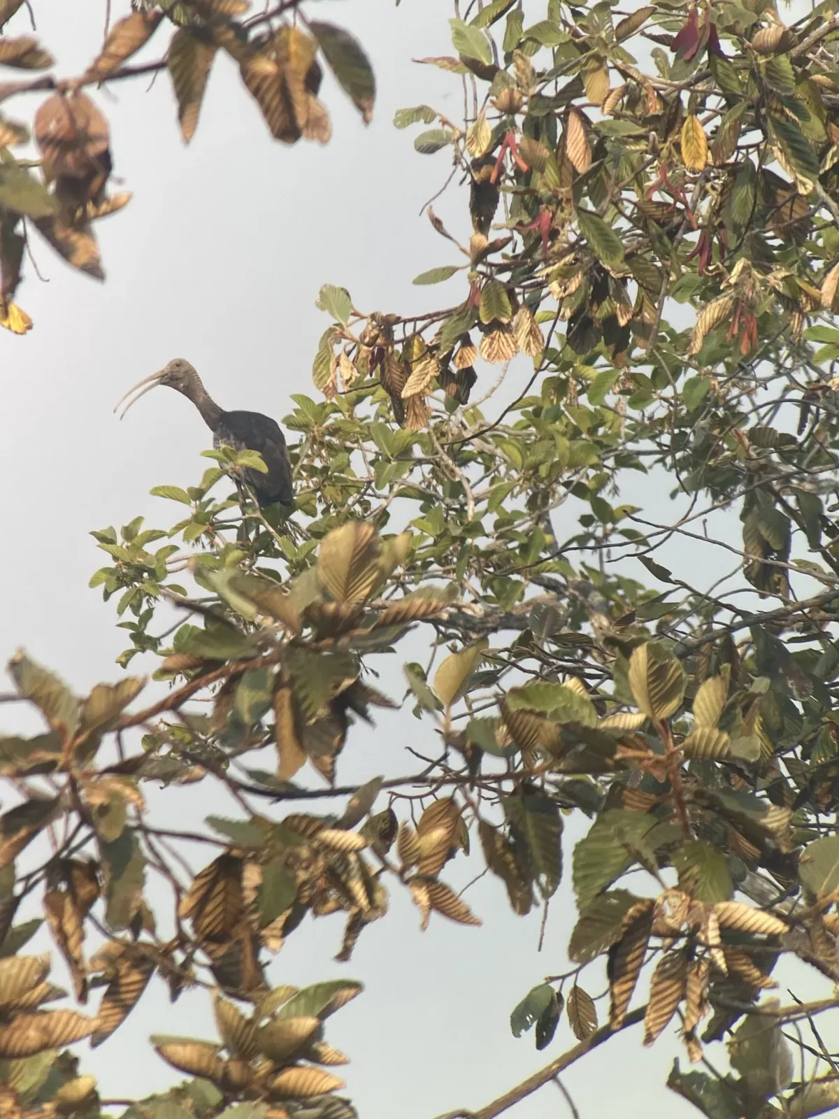 File:Giant Ibis ( Pseudibis gigantea) 01.jpg