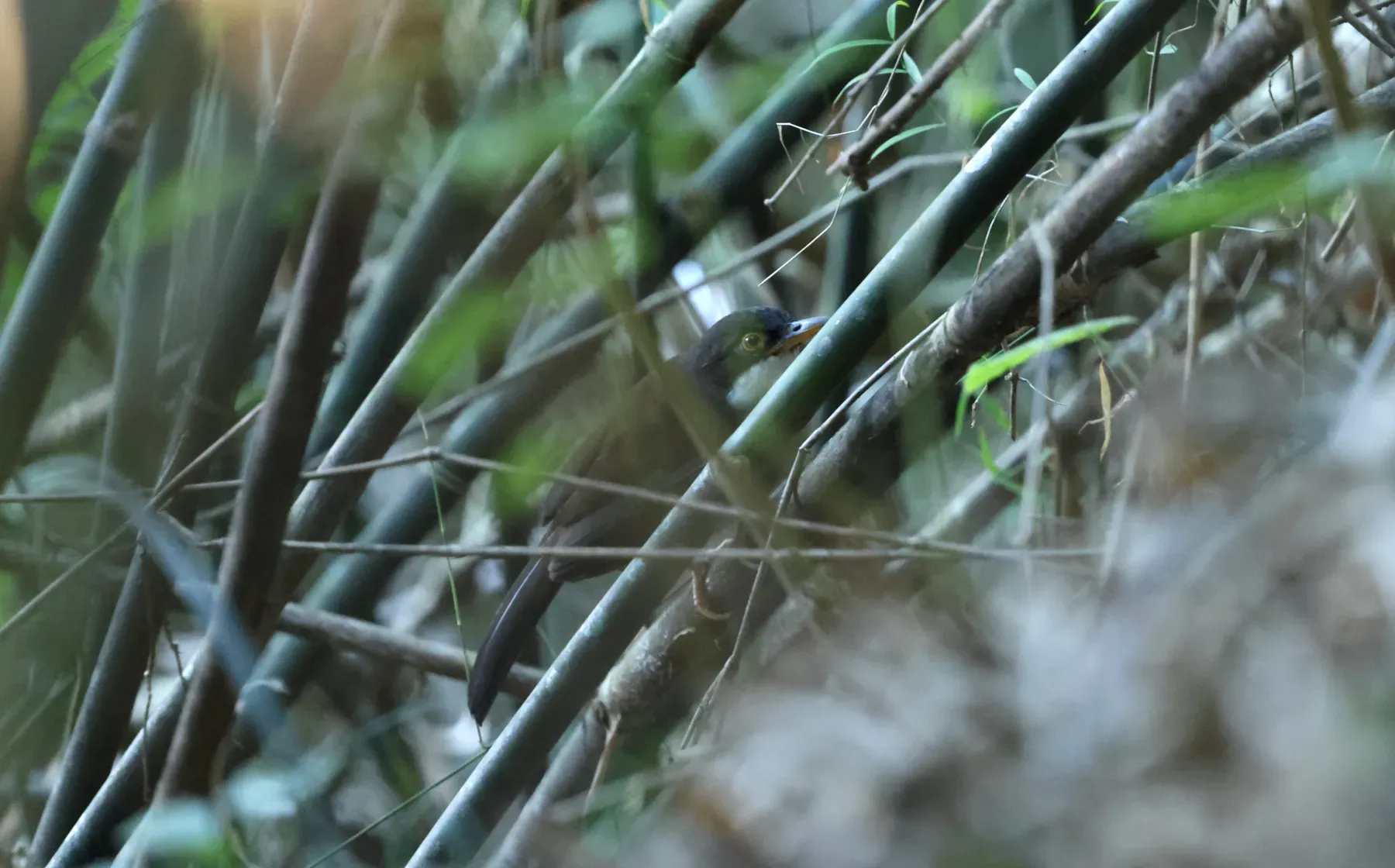 File:Wayanad laughingthrush (Pterorhinus delesserti).jpg