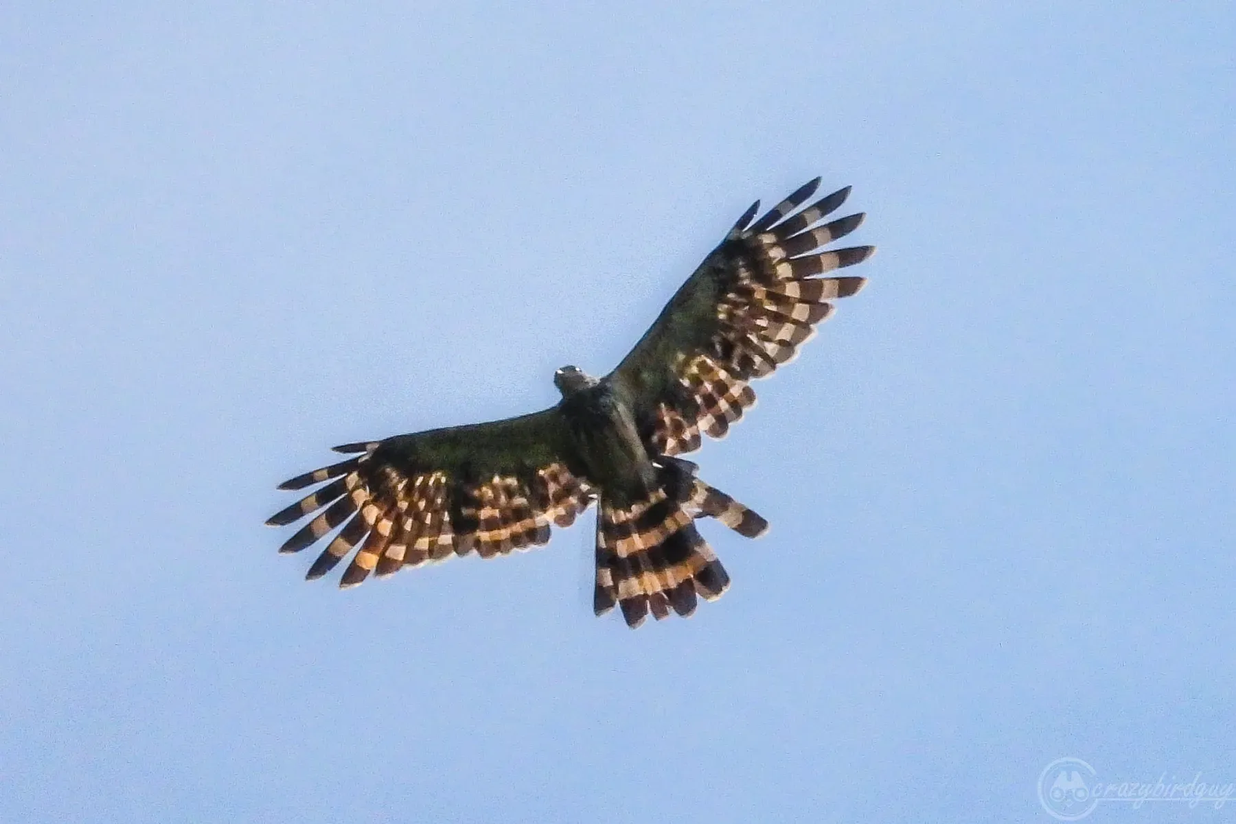 File:Henicopernis longicauda 206294305.jpg