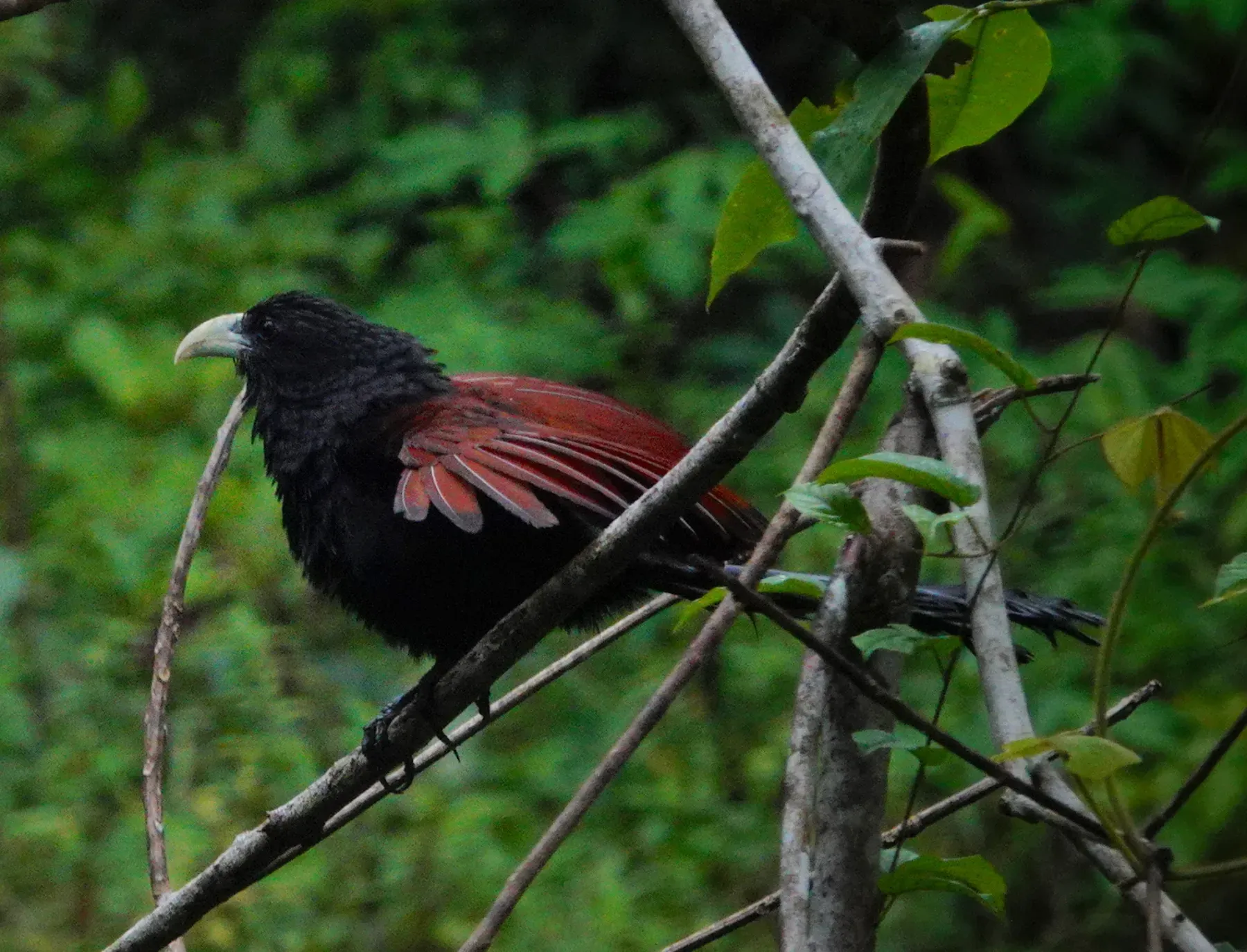 File:Green-billed Coucal (Centropus chlororhynchos).jpg