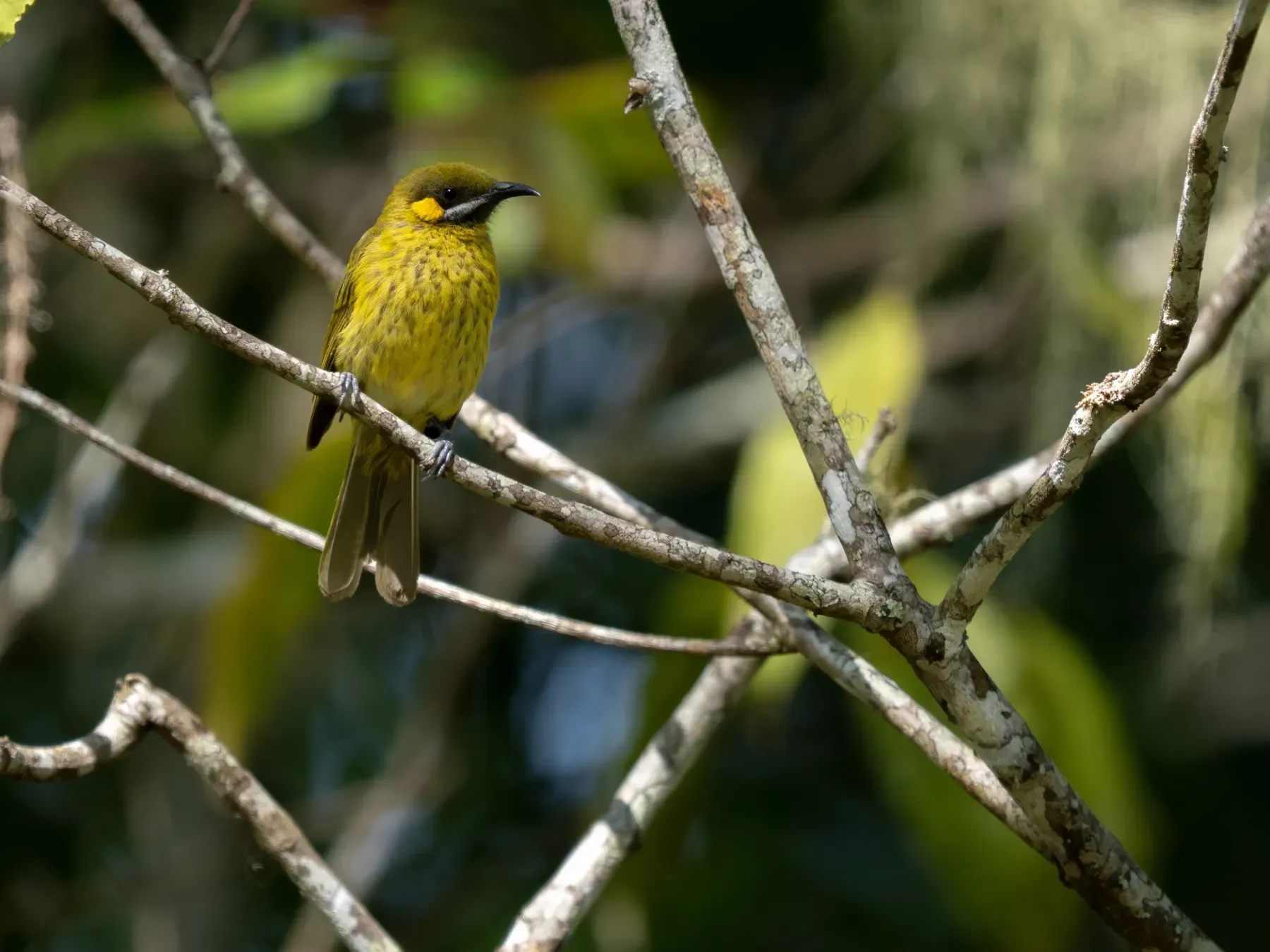 File:Lichmera flavicans - James Eaton - 577606134.jpeg