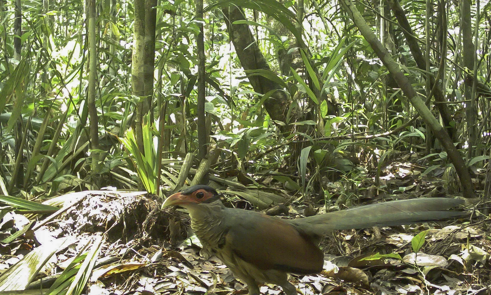 File:Red-billed ground cuckoo (Neomorphus pucheranii).jpg