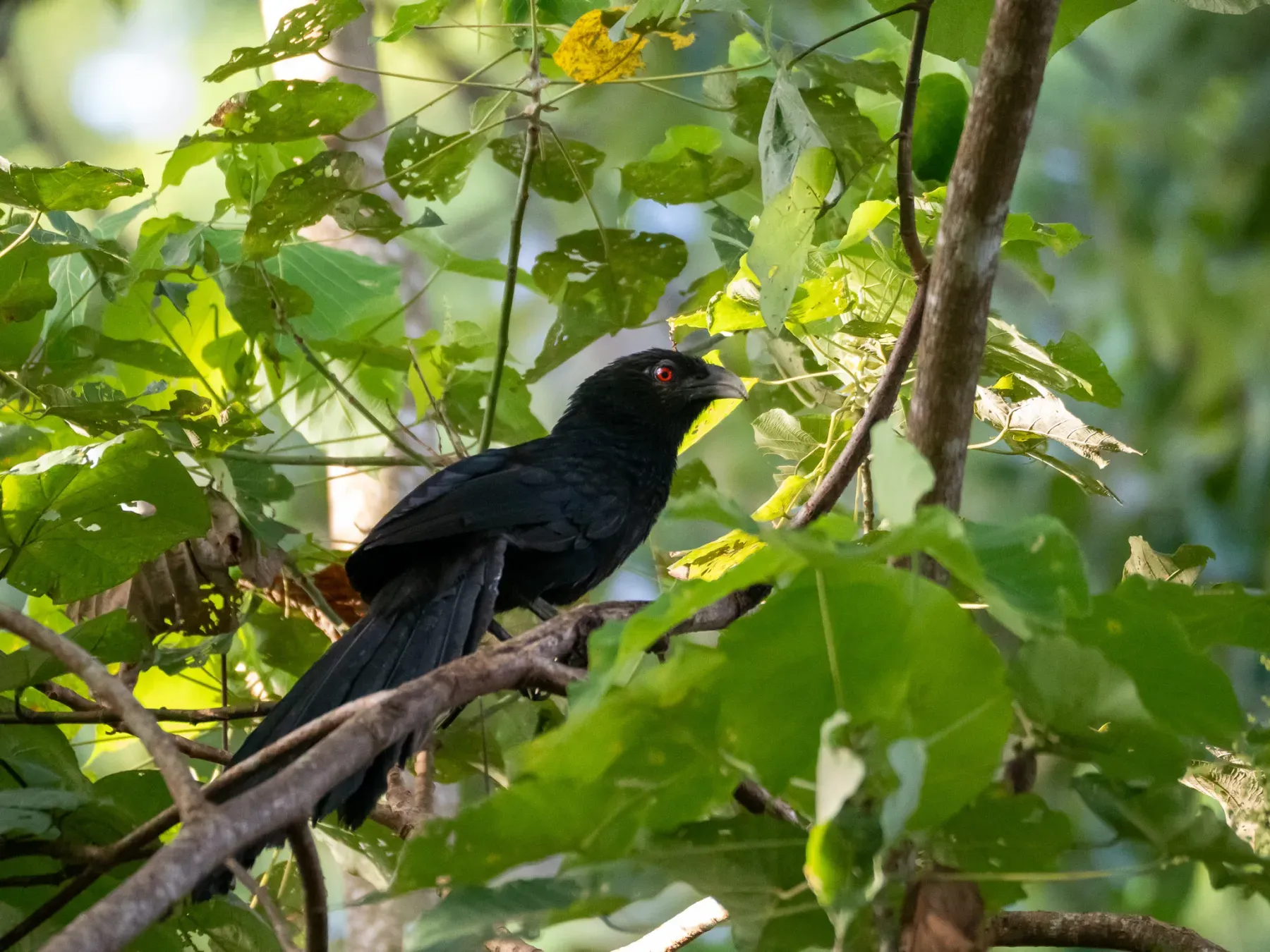 File:Greater Black Coucal.Ivory-billed Coucal (Centropus menbeki).jpg