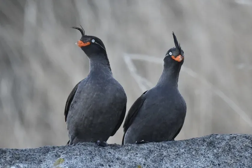 File:Aethia cristatella 395004636.jpg