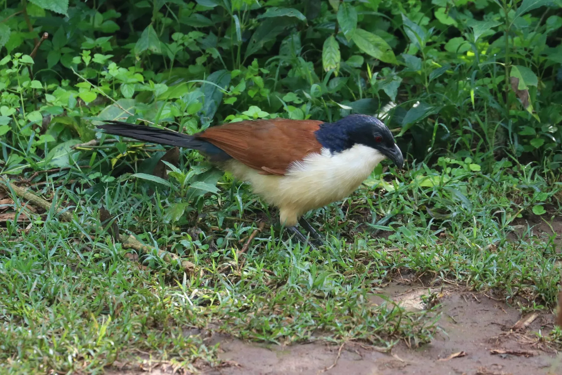 File:Blue-headed coucal (Centropus monachus).jpg