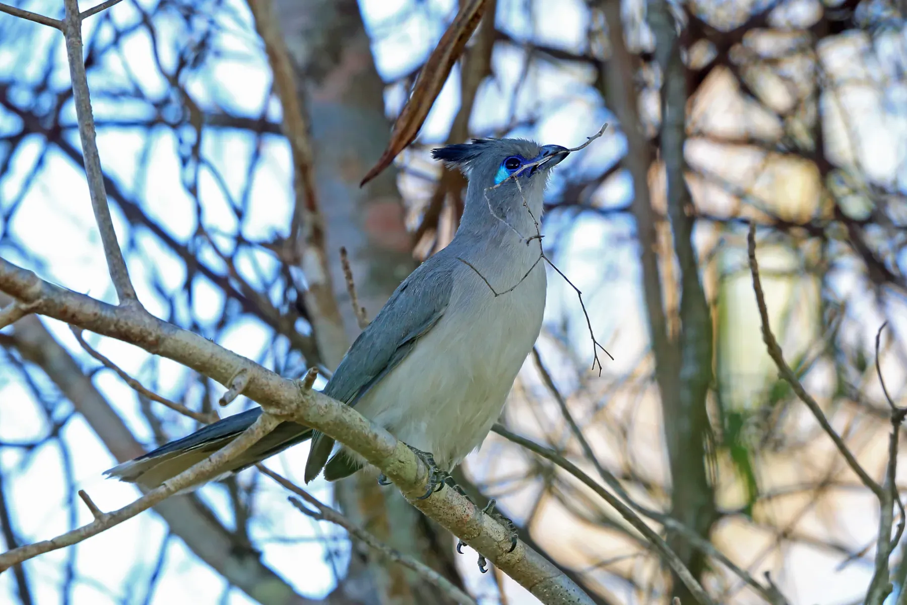 File:Verreaux's coua (Coua verreauxi).jpg