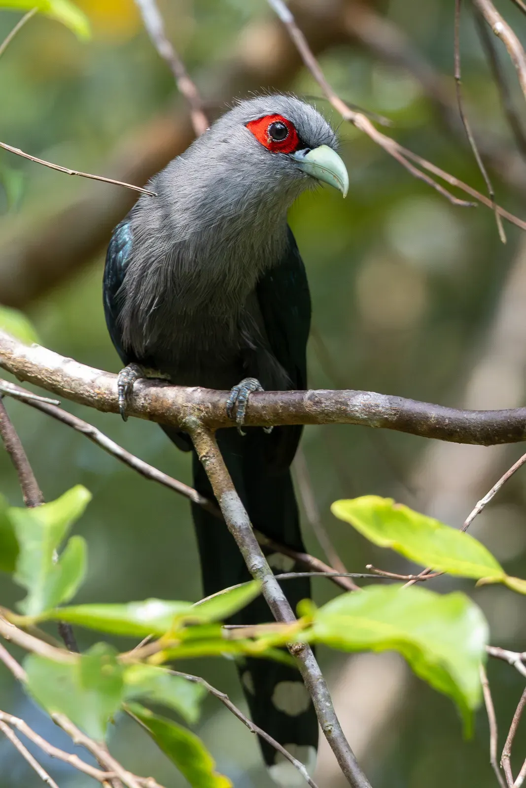 File:Black-bellied malkoha (Phaenicophaeus diardi).jpg