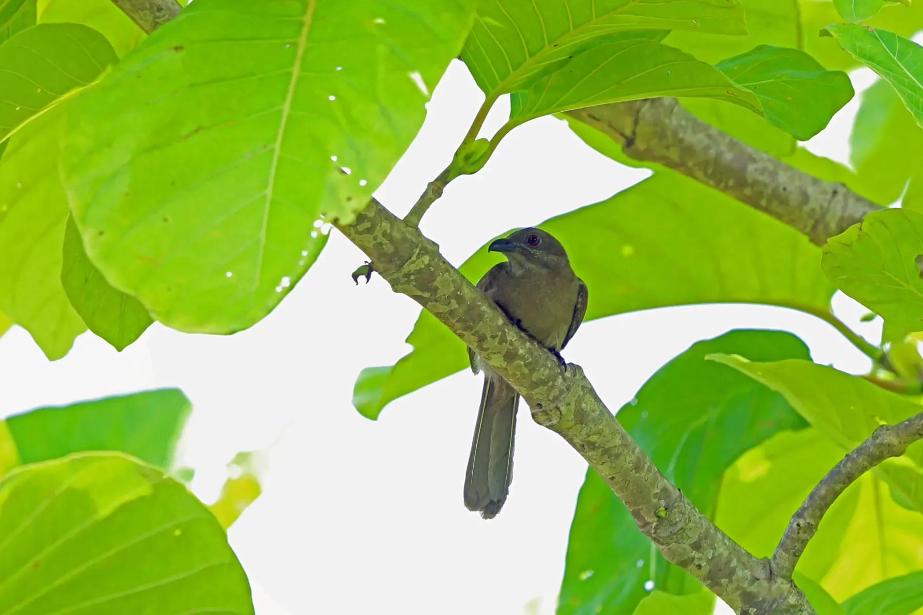 File:Dwarf koel (Microdynamis parva).jpg