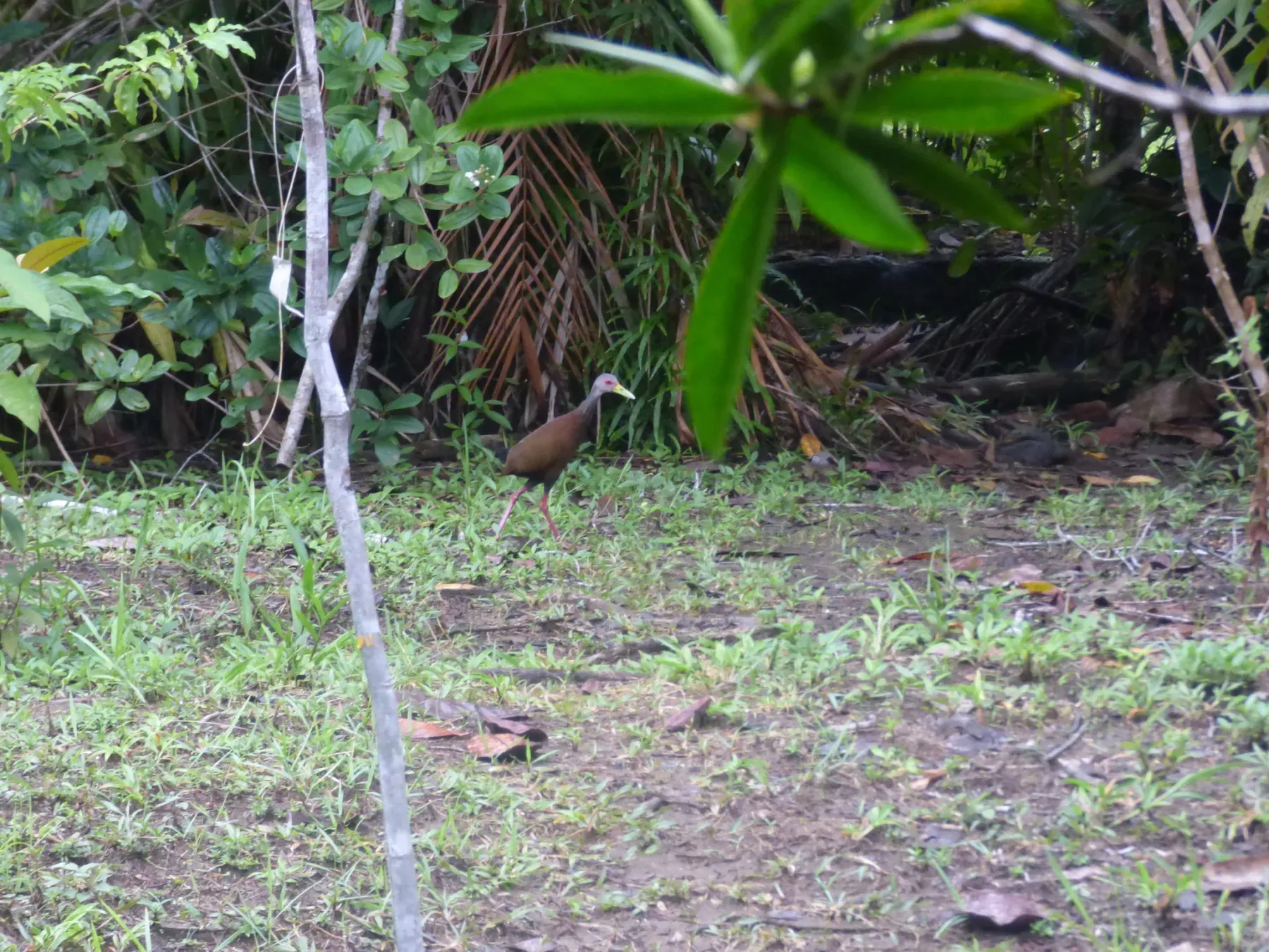 File:Brown wood-rail (Aramides wolfi).jpg