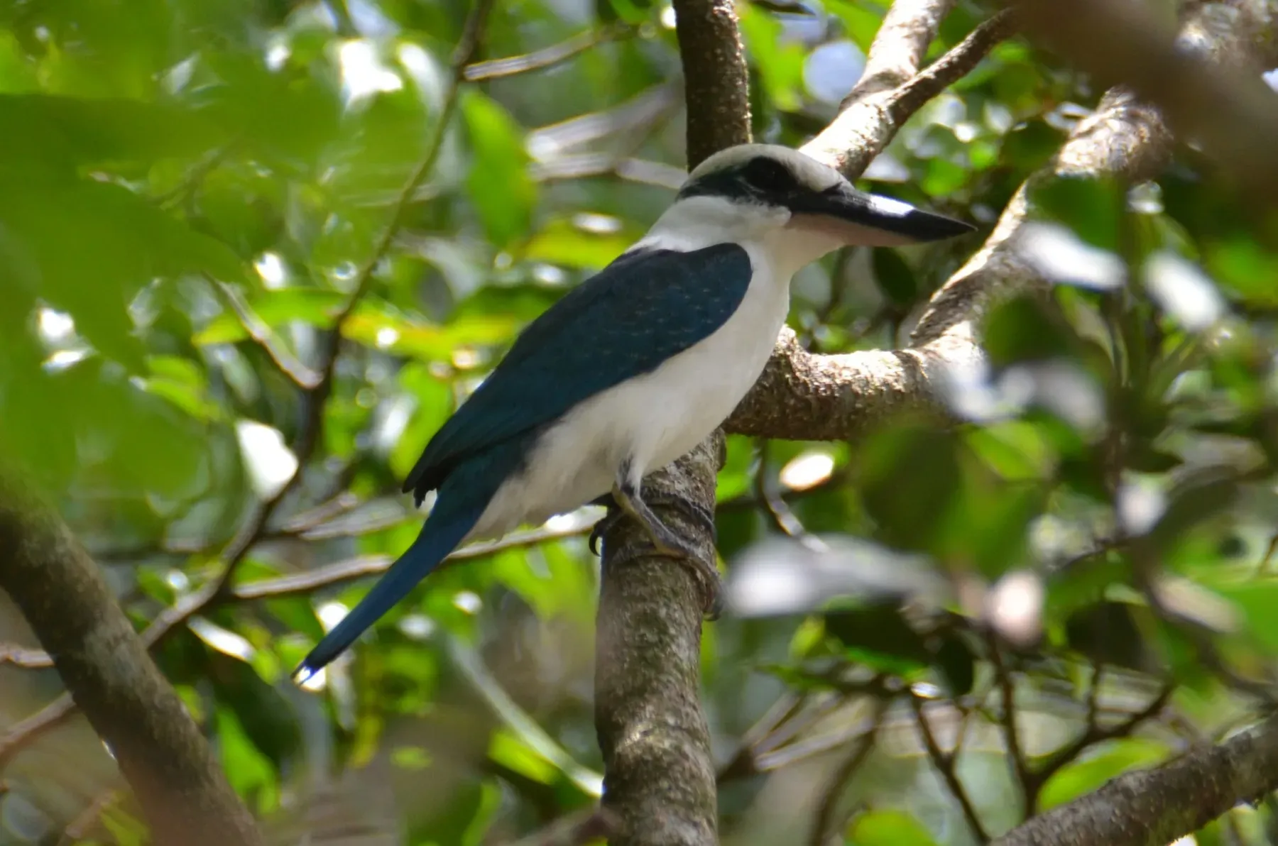 File:Todiramphus albicilla 8030396.jpg