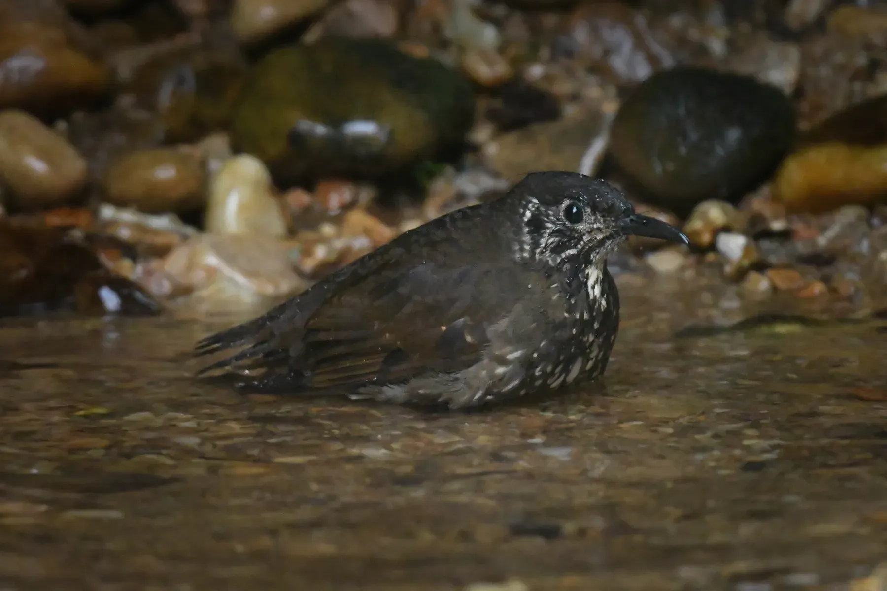 File:Dark-sided thrush (Zoothera marginata) DSC 7961.jpg