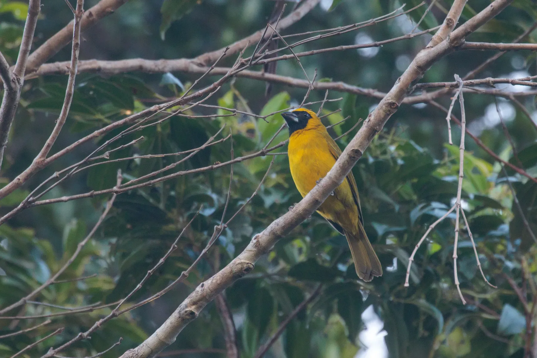 File:Caryothraustes canadensis brasiliensis 417464499.jpg
