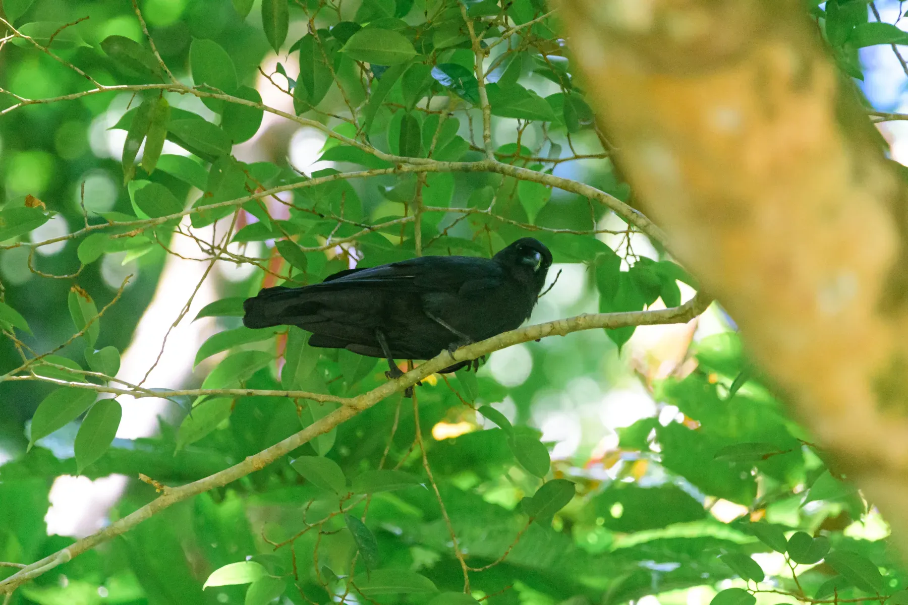 File:Palawan Crow (Corvus pusillus) Palawan2025.jpg