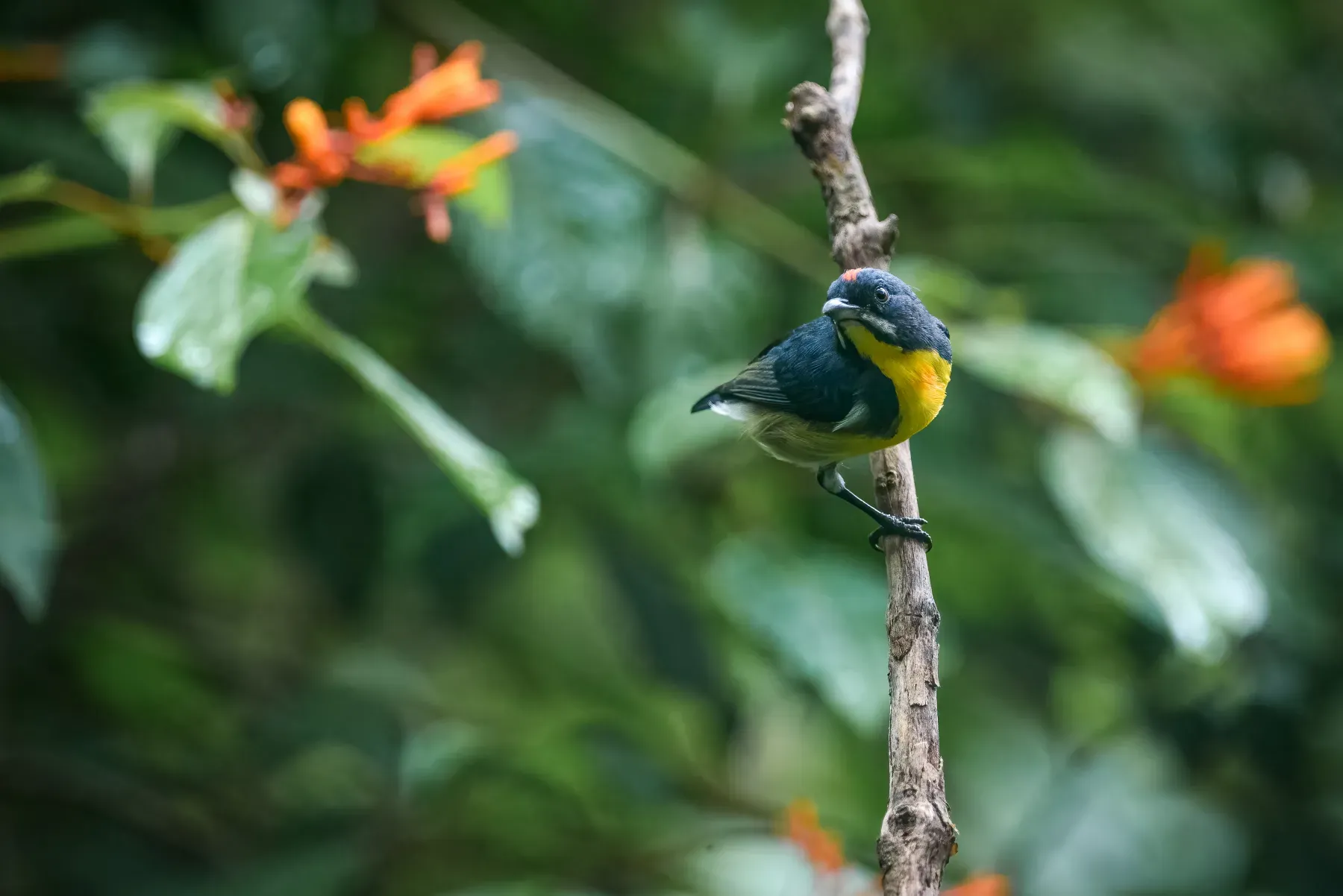 File:Palawan Flowerpecker (Prionochilus plateni).jpg