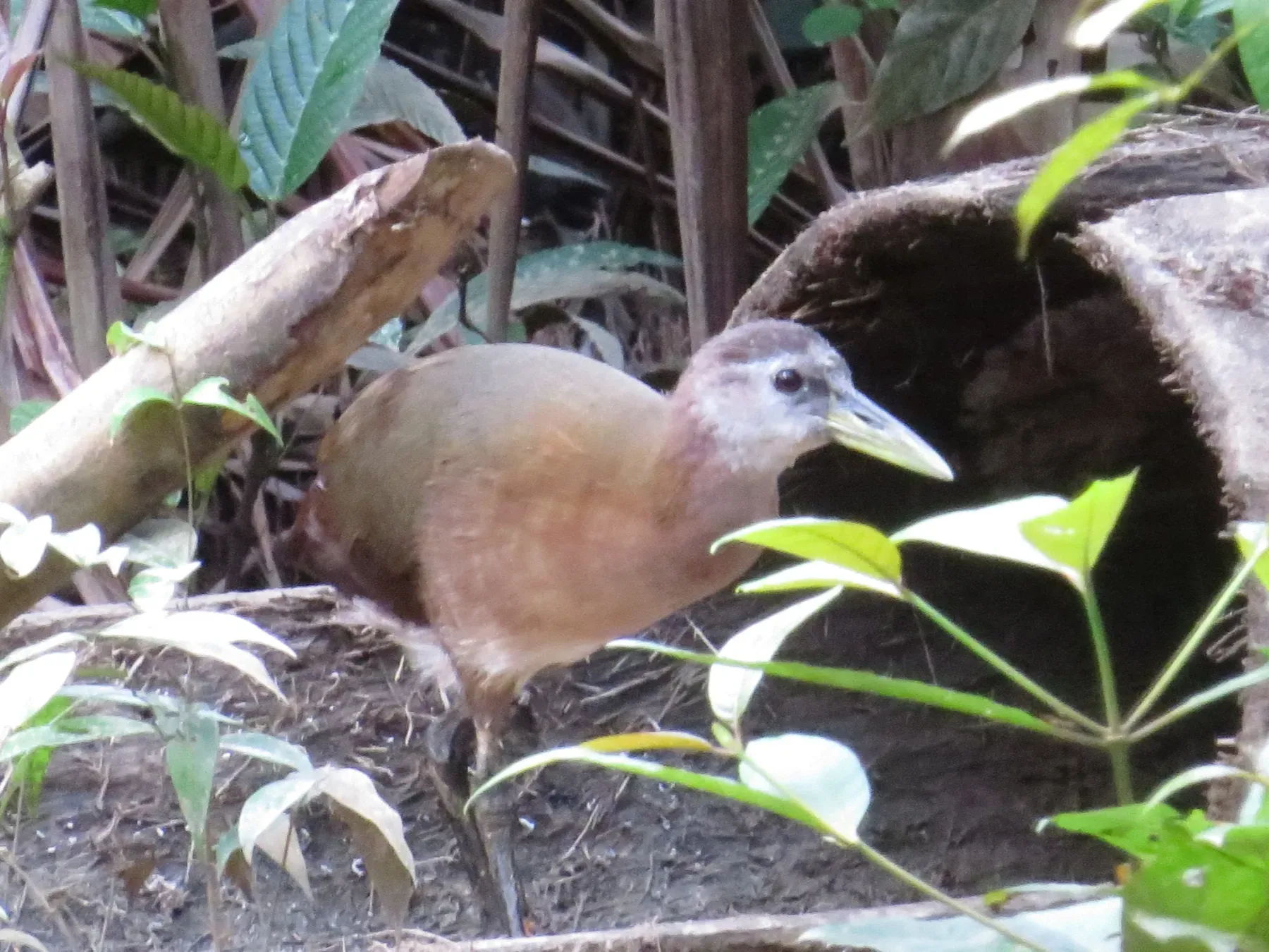 File:New Guinea flightless rail (Megacrex inepta).jpg