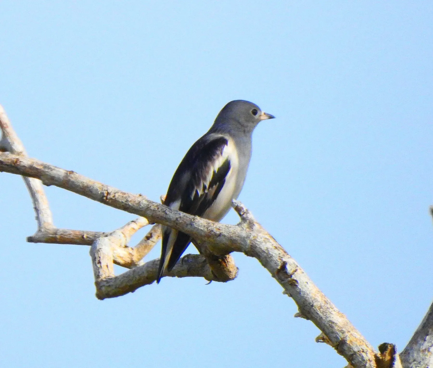 File:Agropsar sturninus - Afsar Nayakkan - 140107024.jpeg