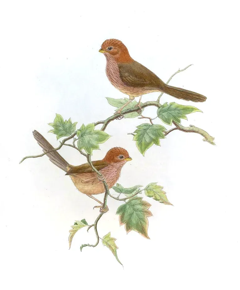 File:SuthoraBrunneaGould.jpg