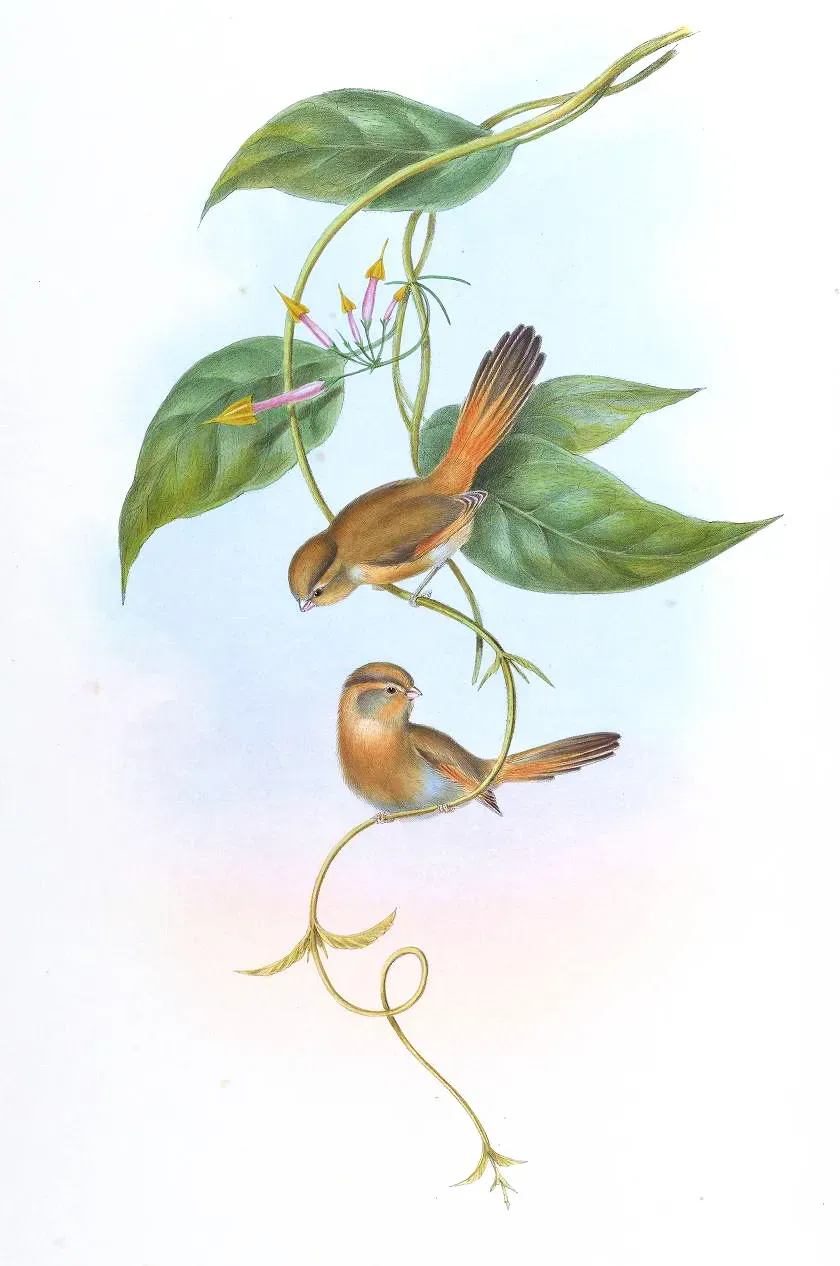 File:SuthoraFulvifronsGould.jpg