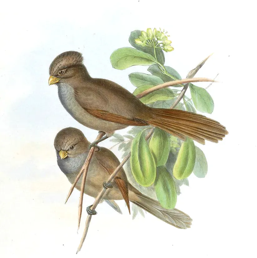 File:ParadoxornisUnicolorGould.jpg