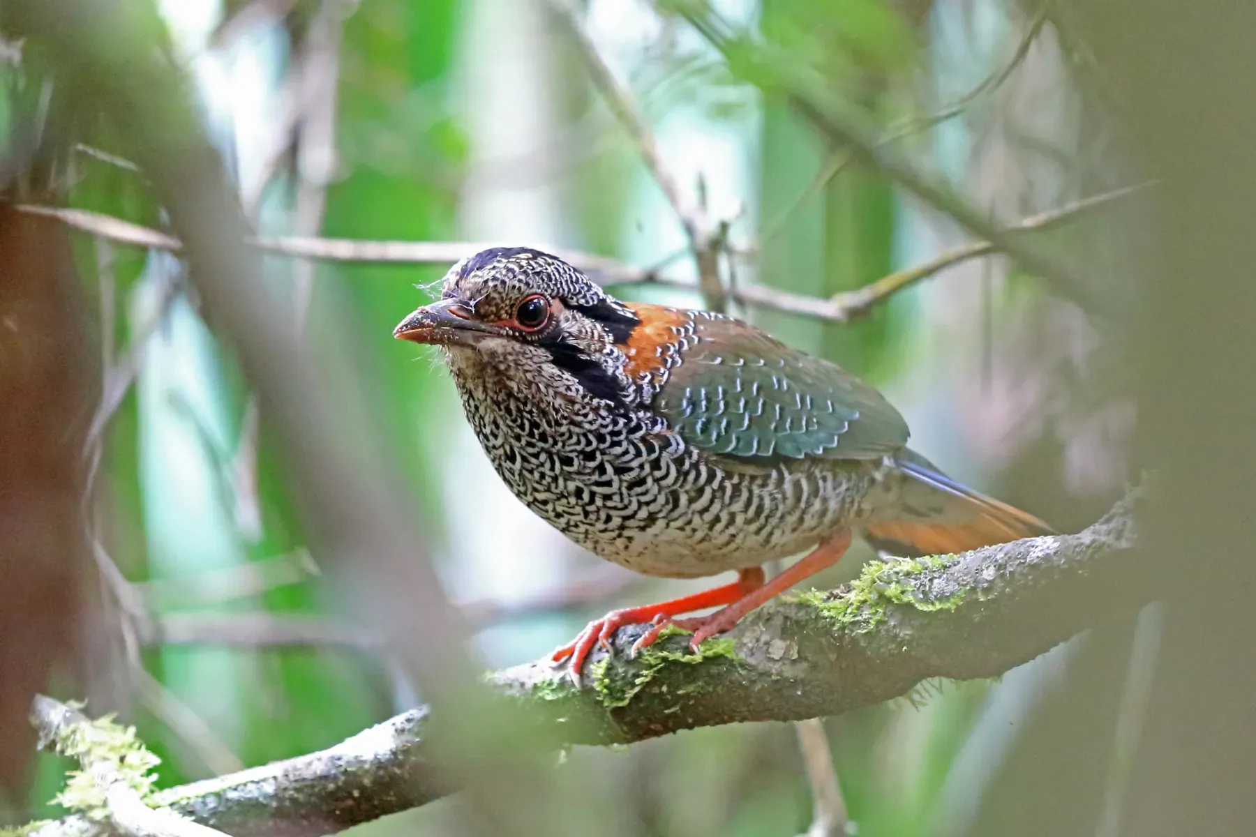 File:Scaly-ground roller (Geobiastes squamiger).jpg