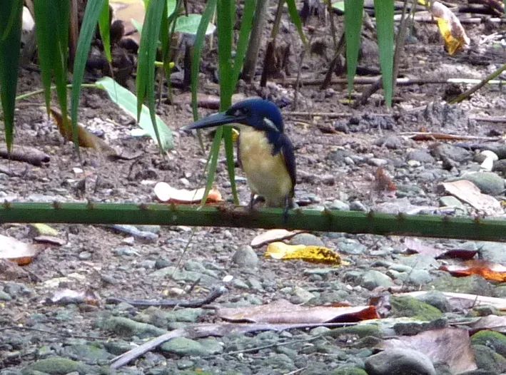 File:Ceyx websteri - Bismarck Kingfisher - photo by Kai Squires (cropped).jpeg