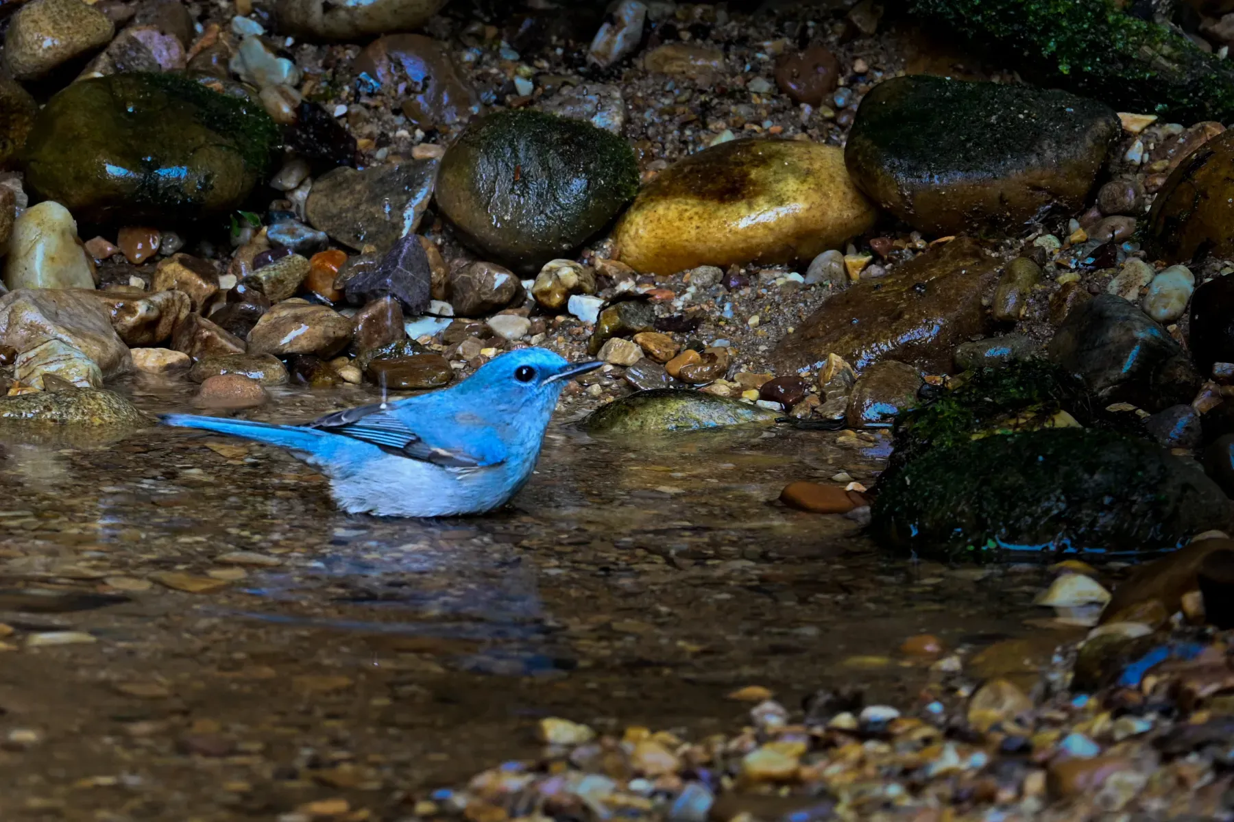 File:Pale Blue Flycatcher (Cyornis unicolor), Dulung Hide, Assam.jpg