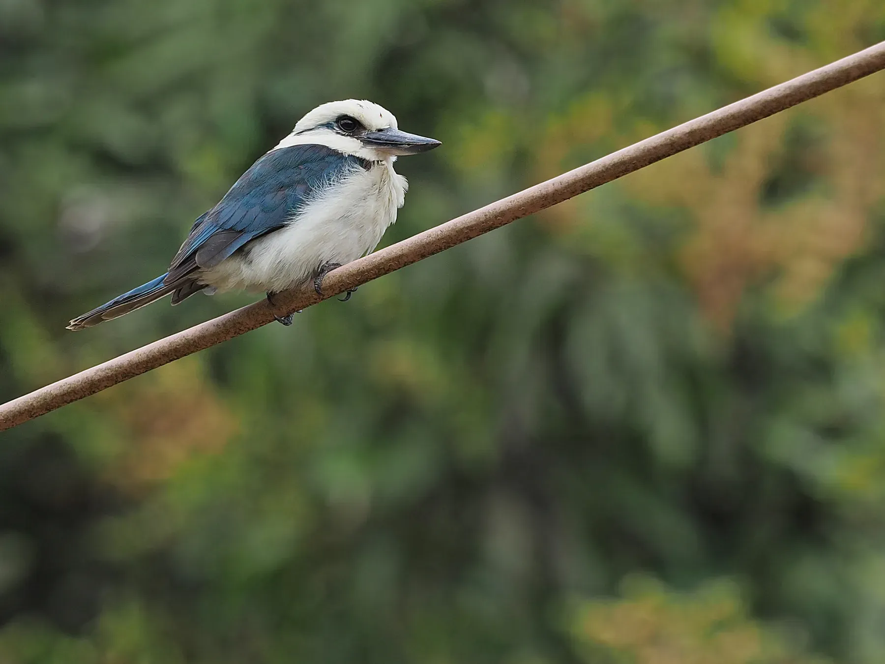 File:Chattering kingfisher (Todiramphus tutus) 01.jpg