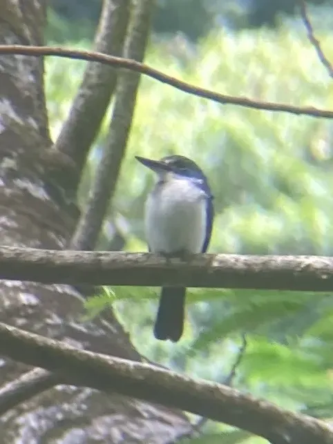 File:Society kingfisher (Todiramphus veneratus).jpg