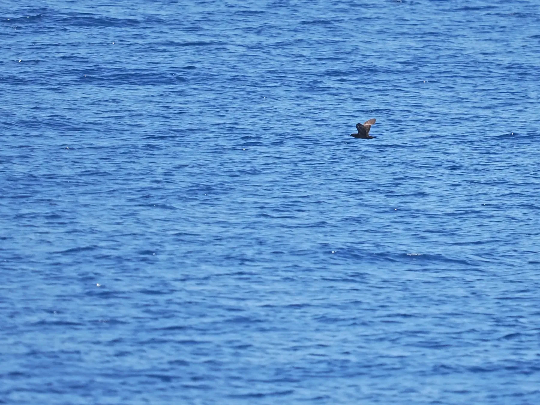 File:Heinroth's shearwater (Puffinus heinrothi).jpg