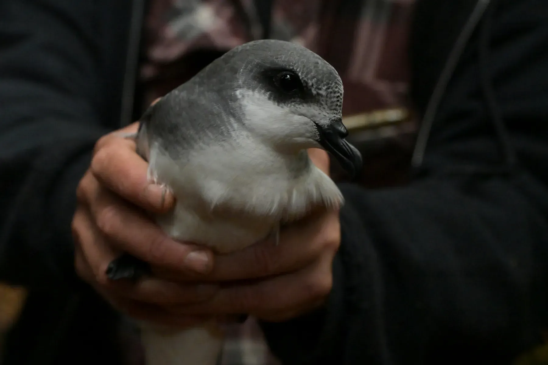 File:Chatham Islands petrel (Pterodroma axillaris).jpg