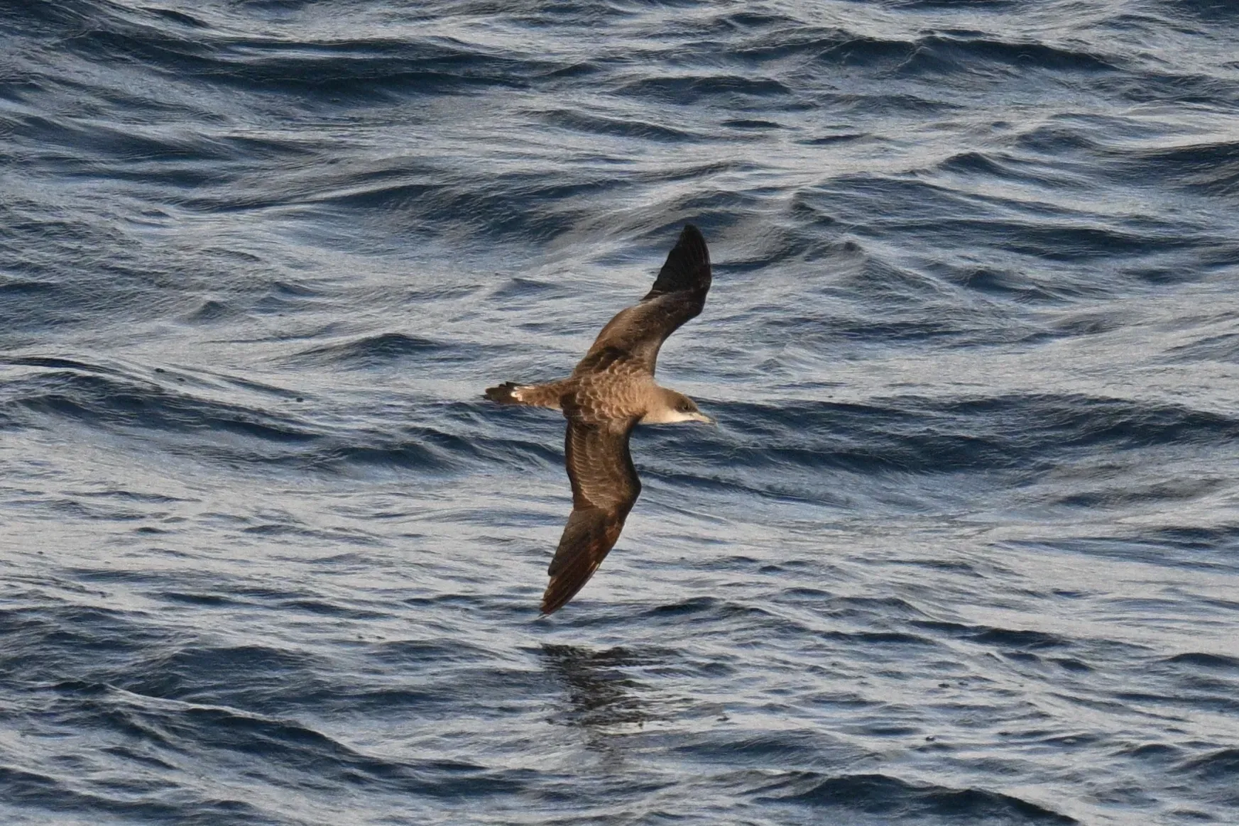 File:Cape Verde shearwater (Calonectris edwardsii).jpg