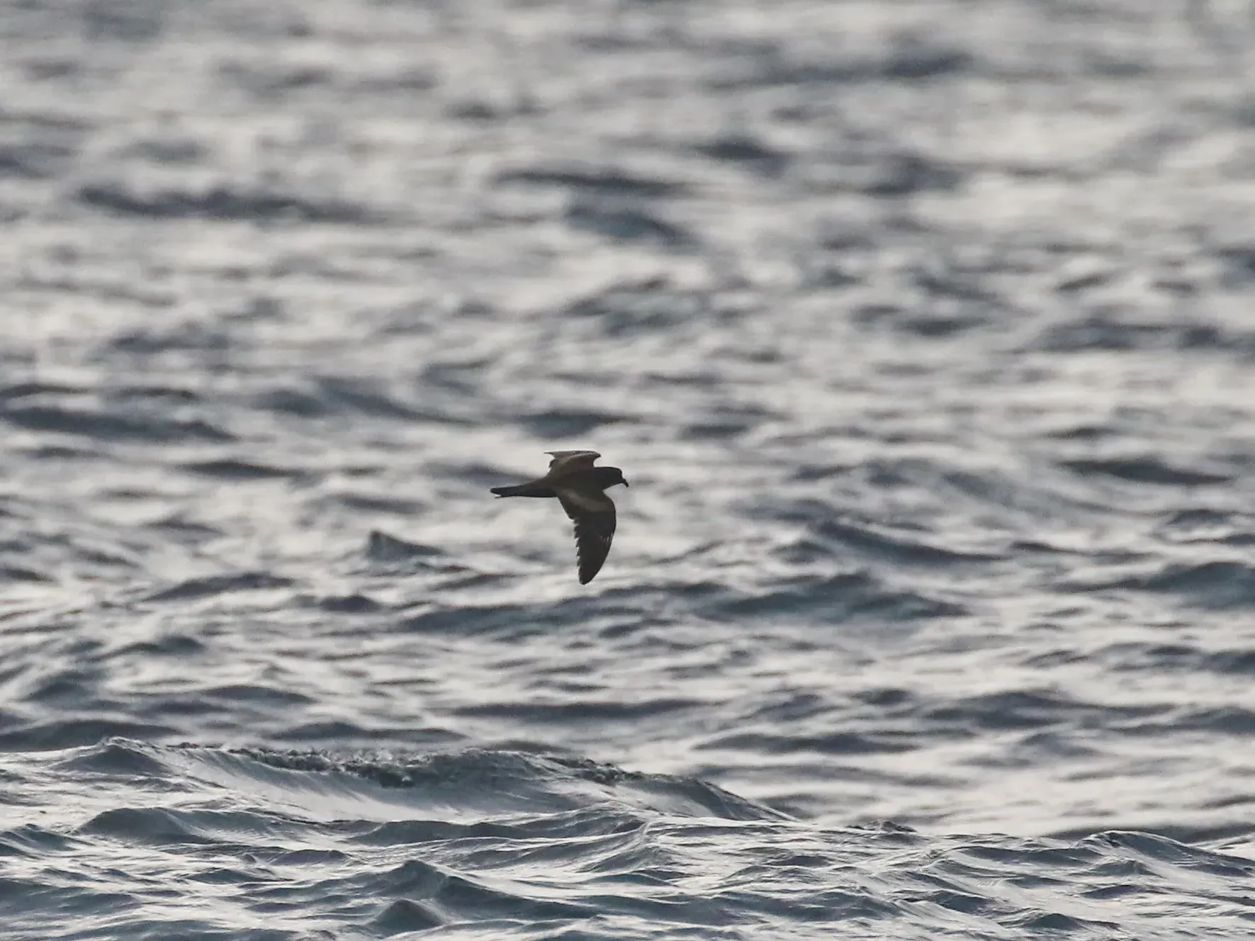File:Swinhoe's storm petrel (Hydrobates monorhis).jpg