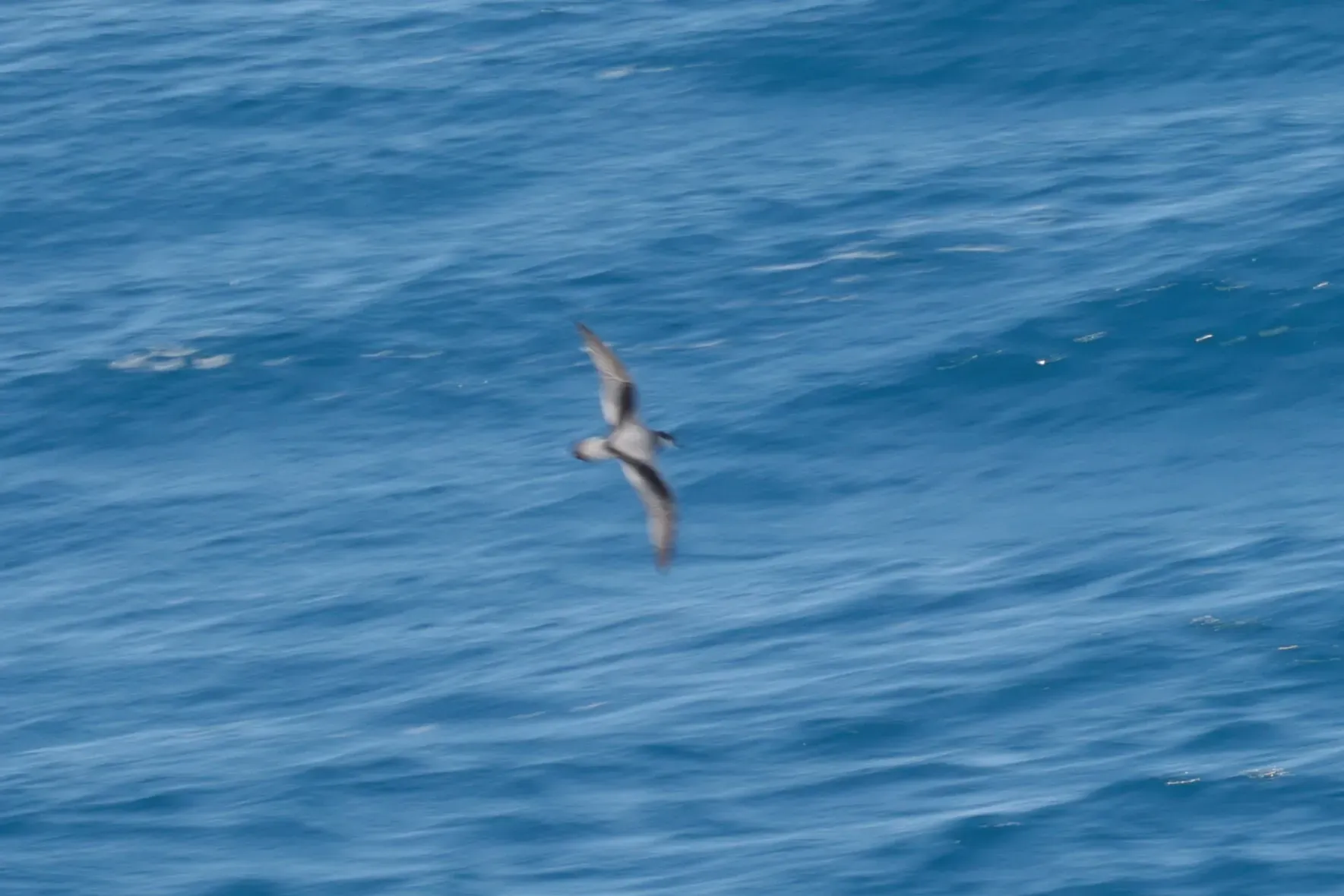 File:Stejneger's petrel (Pterodroma longirostris).jpg