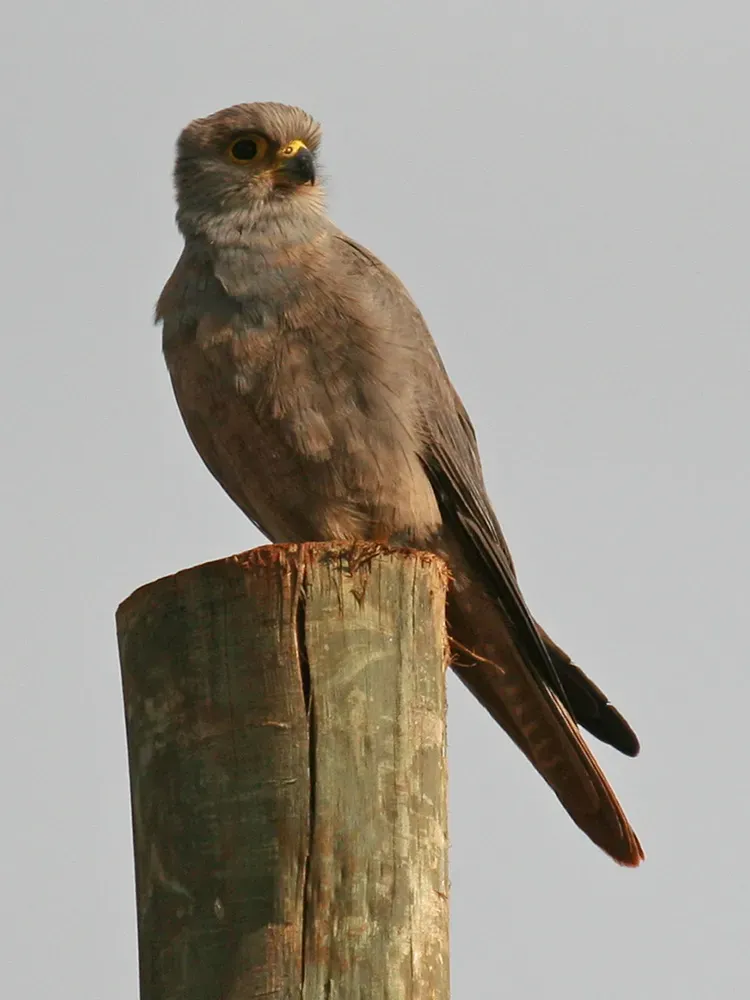 File:Falco ardosiaceus.jpg