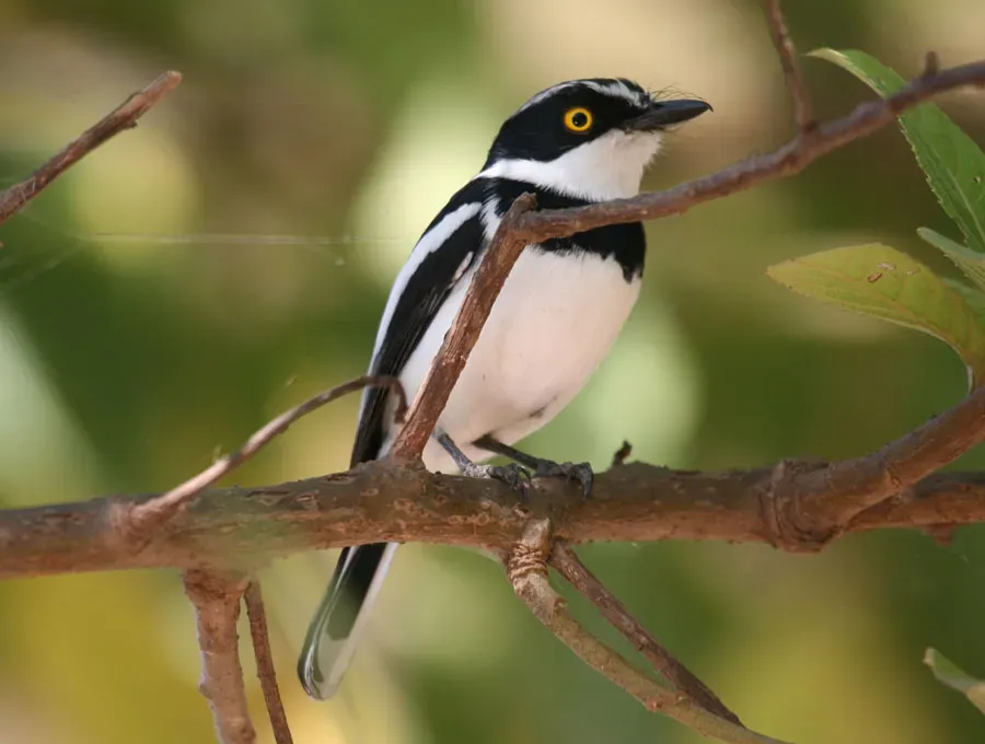 File:Batis orientalis.jpg