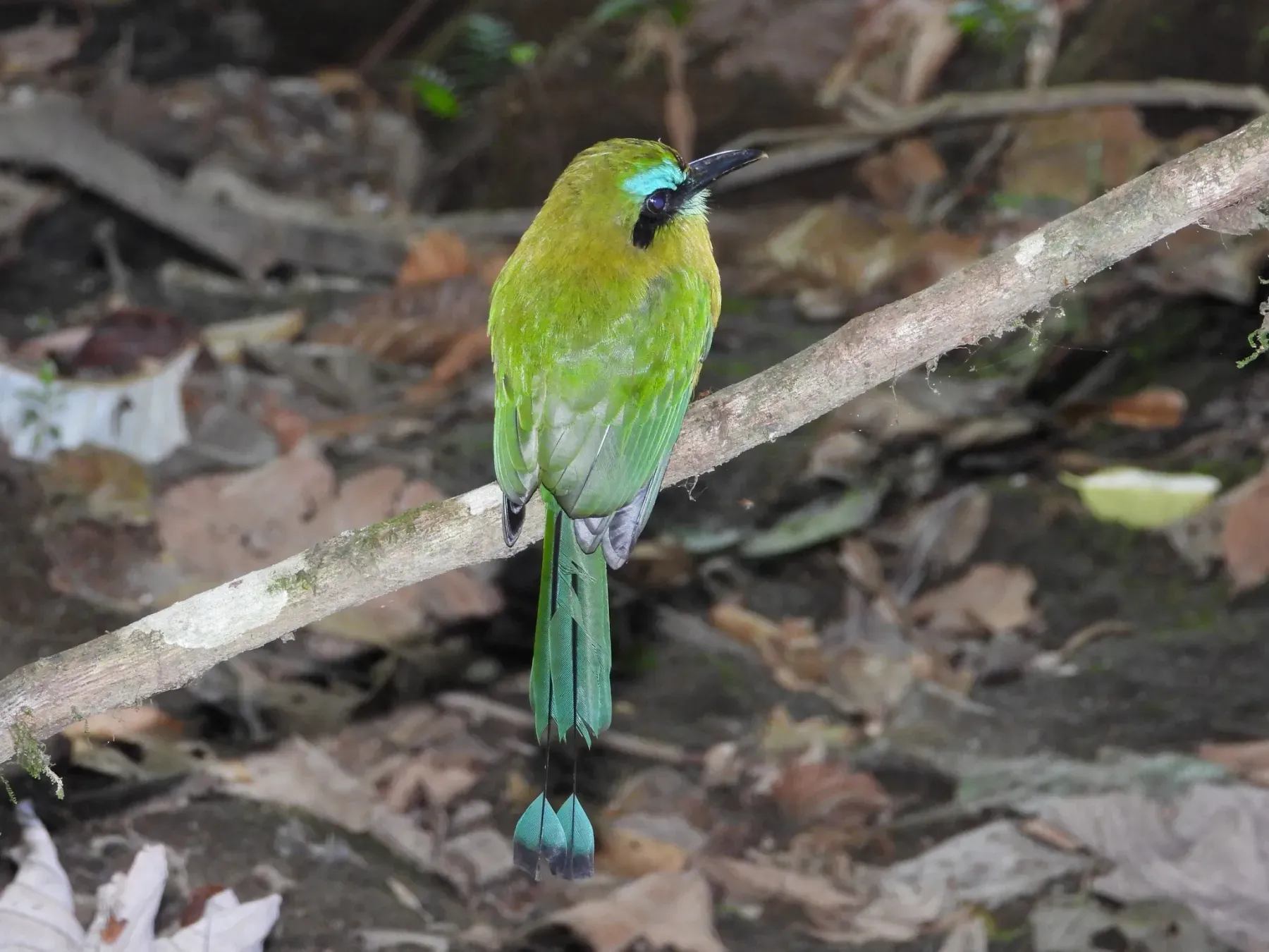 File:Electron carinatum - amantedarmanin - 33144793.jpeg