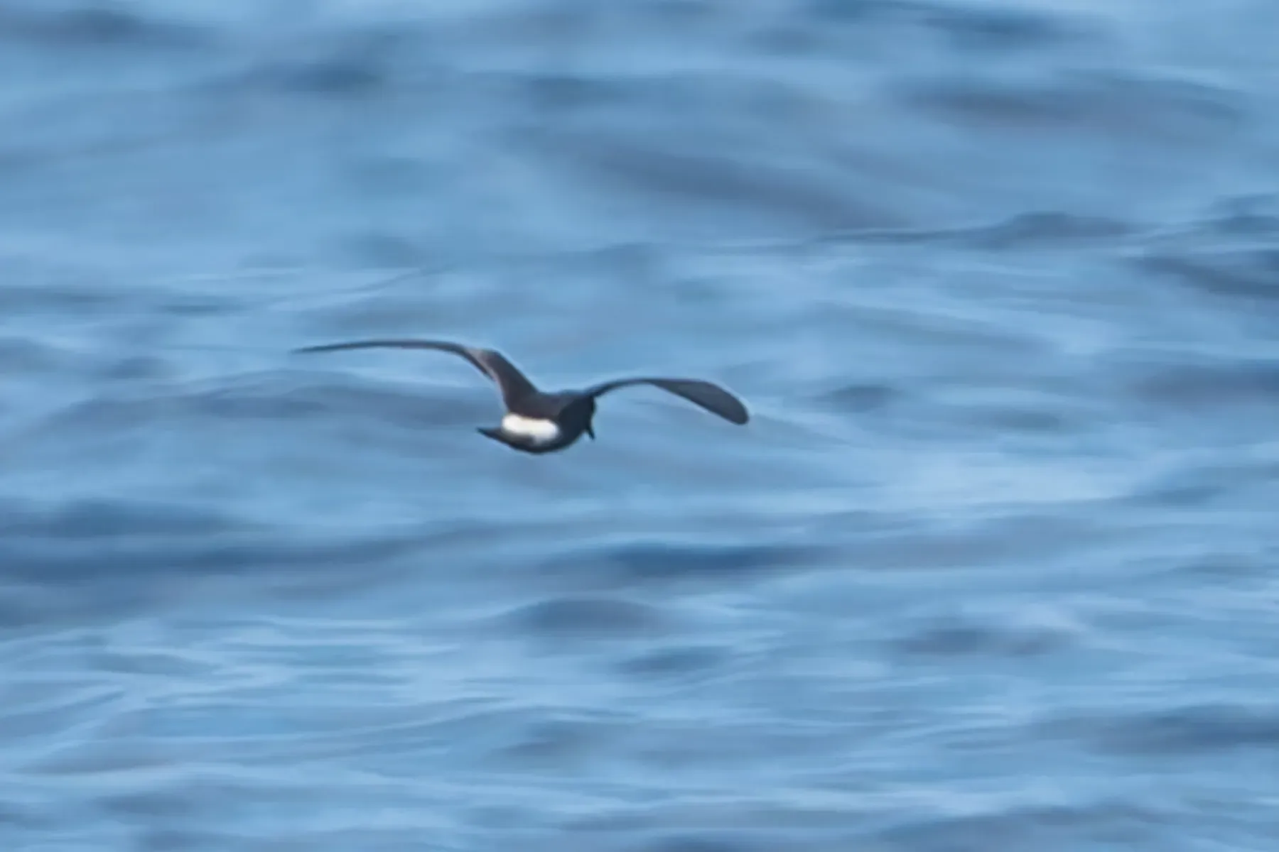 File:Townsend's storm petrel (Hydrobates socorroensis) 01.jpg