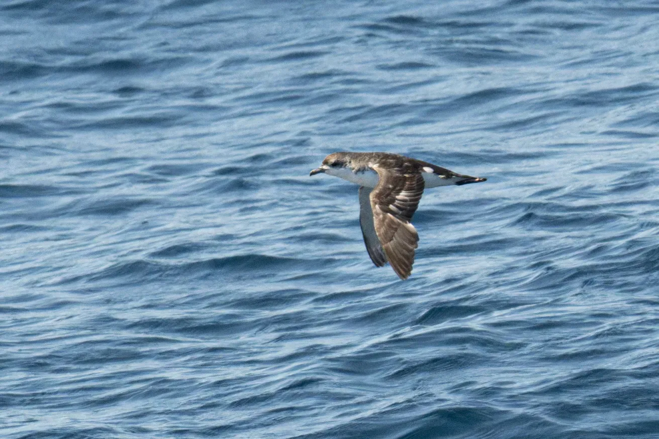 File:Subantarctic shearwater (Puffinus elegans) 01.jpg