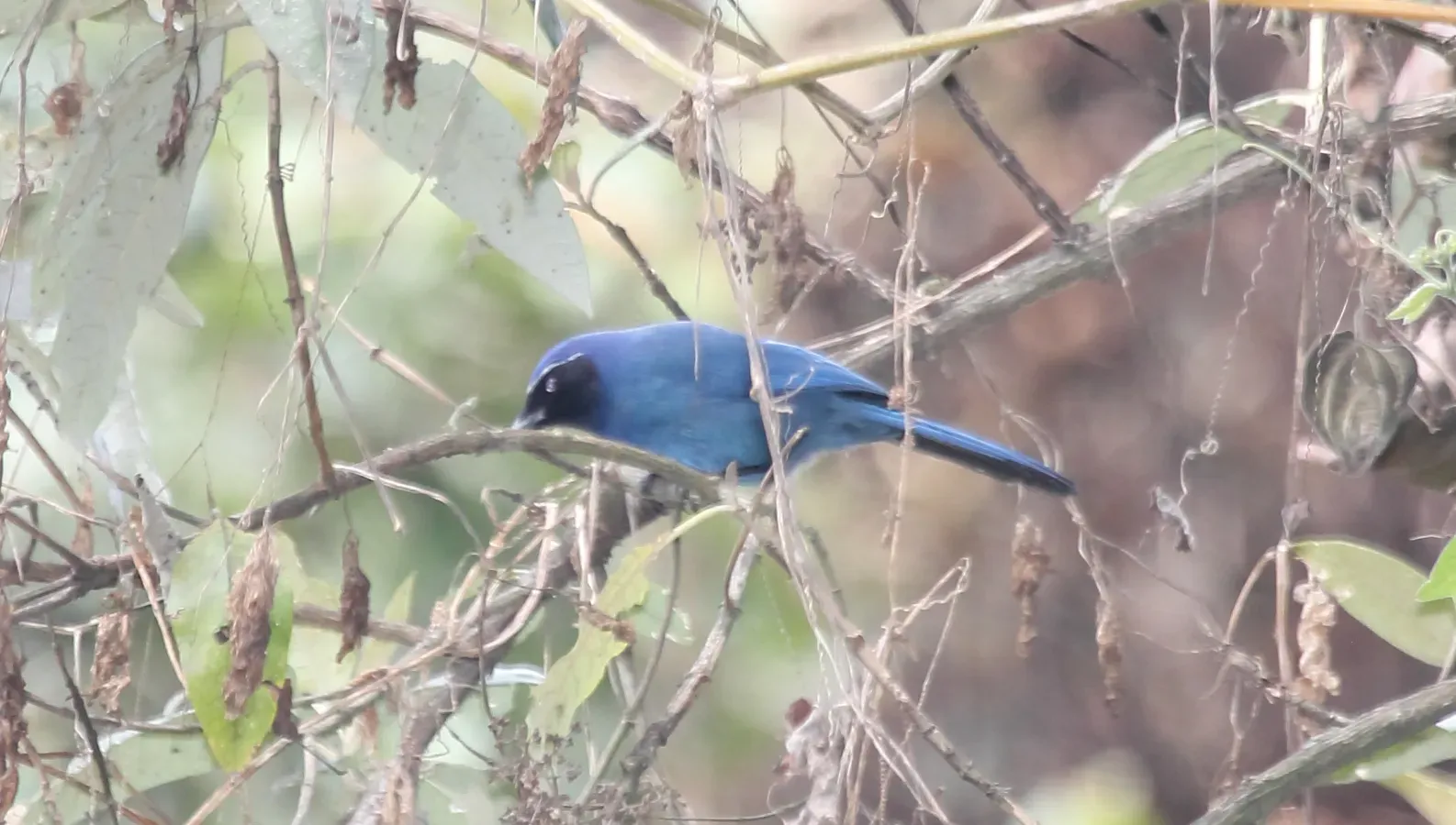 File:Black-throated Jay (Cyanolyca pumilo) 2.jpg